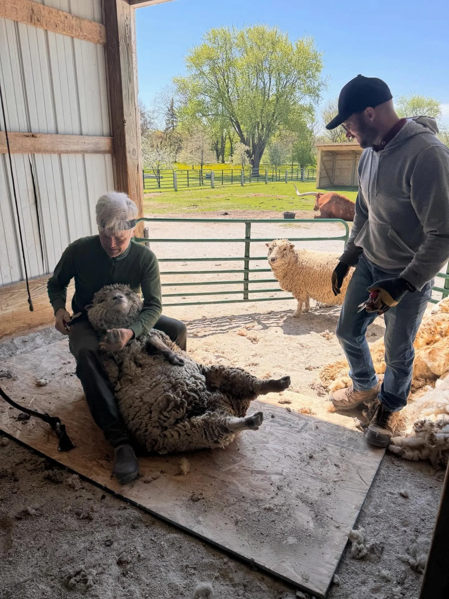 It&rsquo;s haircut day here at the farm for our alpacas, llamas and sheep! 

Some visitors today were able to see live demonstrations of wool shearing ✂️🐑
#greenmeadowswisconsin #pettingzoo #thingstodoinwisconsin #alpaca #llama