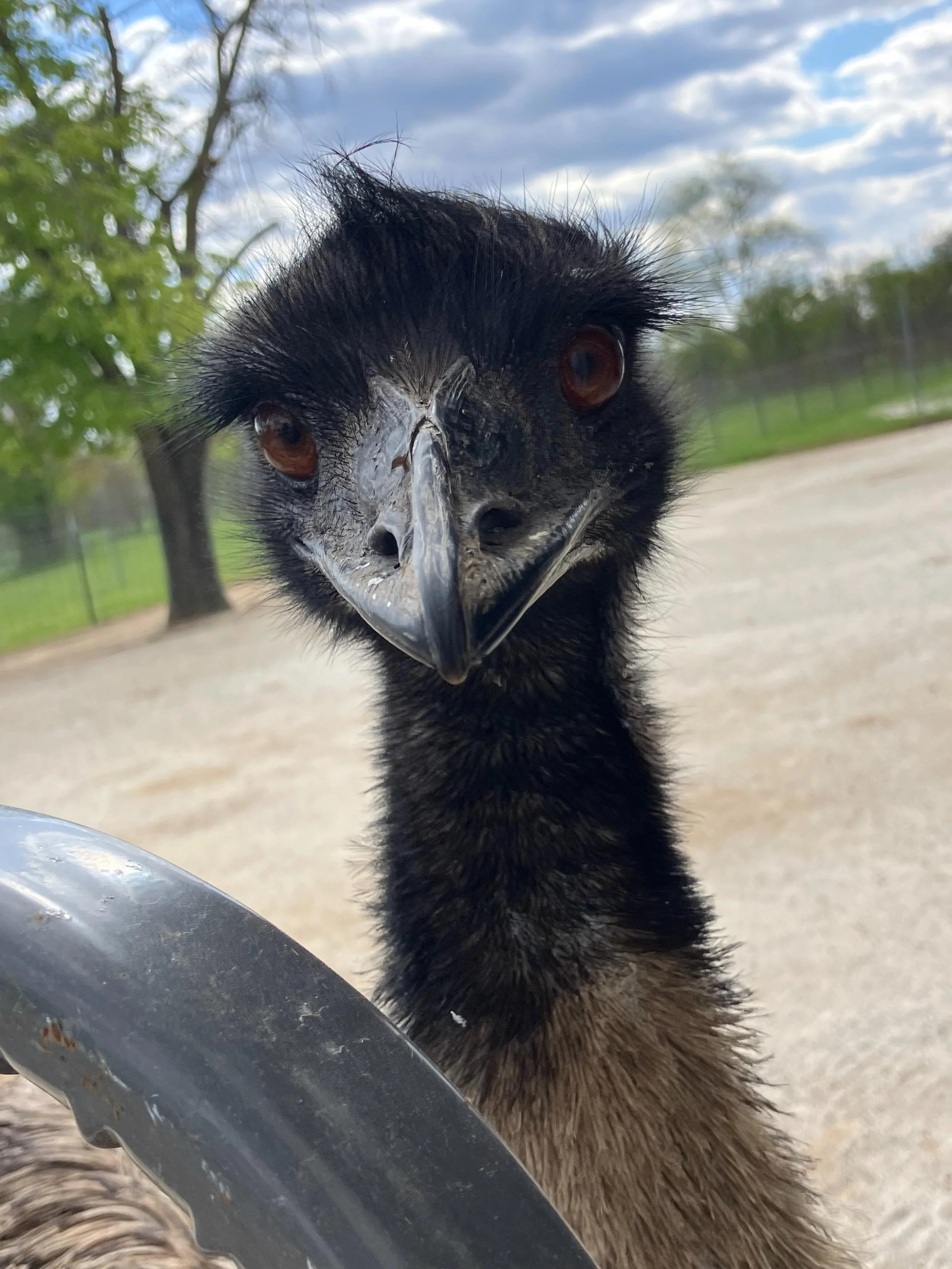 Pam says it&rsquo;s Fri-yay! 

This weekend is looking like the perfect spring weather to spend a day at the farm ☀️

Open Friday, Saturday and Sunday 10AM to 4PM!
#greenmeadowswisconsin #pettingzoo #thingstodoinwisconsin #emu #emusofinstagram