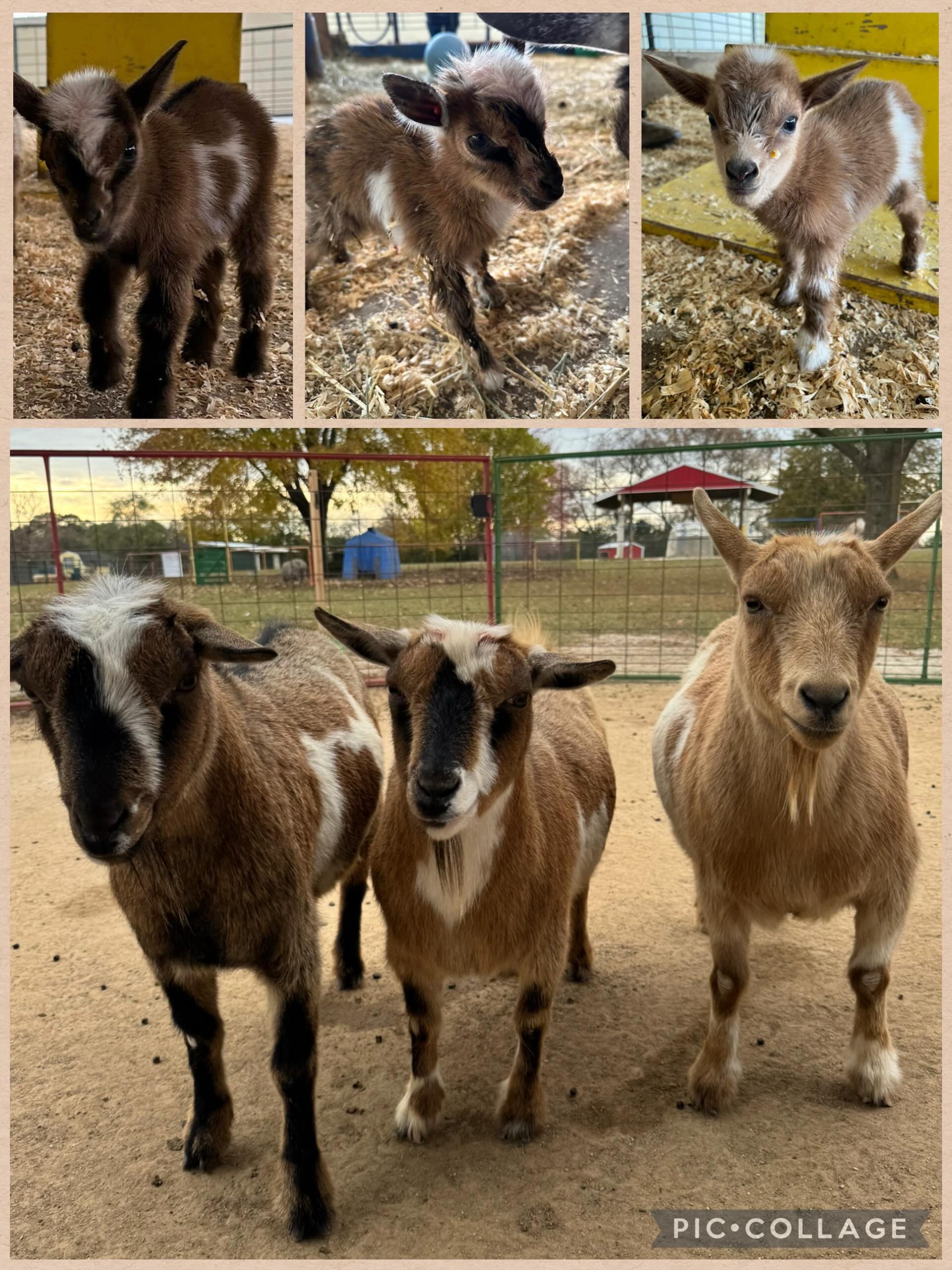The Hogwarts goats are celebrating today &mdash; happy birthday Dobby, Hedwig &amp; Buckbeak! 🪄
#greenmeadowswisconsin #goatsofinstagram #pettingzoo #harrypotter #birthday