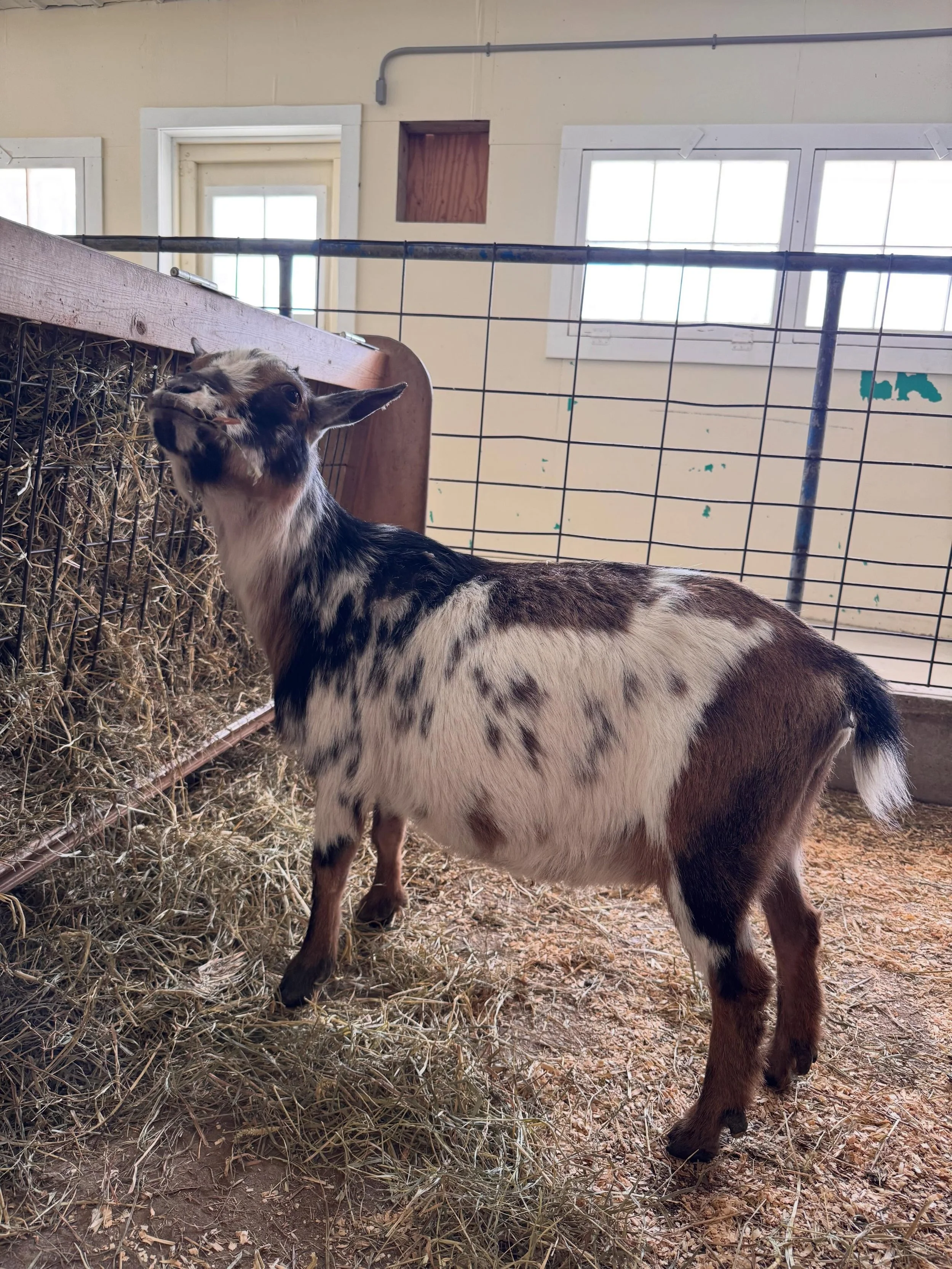 Wishing Ron and Hermione a magical 6th birthday today! 🪄

You can find Hermione in our goat barn. She is mama to majority of our Harry Potter goats 🖤

Ron spends his days in our day goat pen- he&rsquo;s easy to spot with his tri color pattern. He h