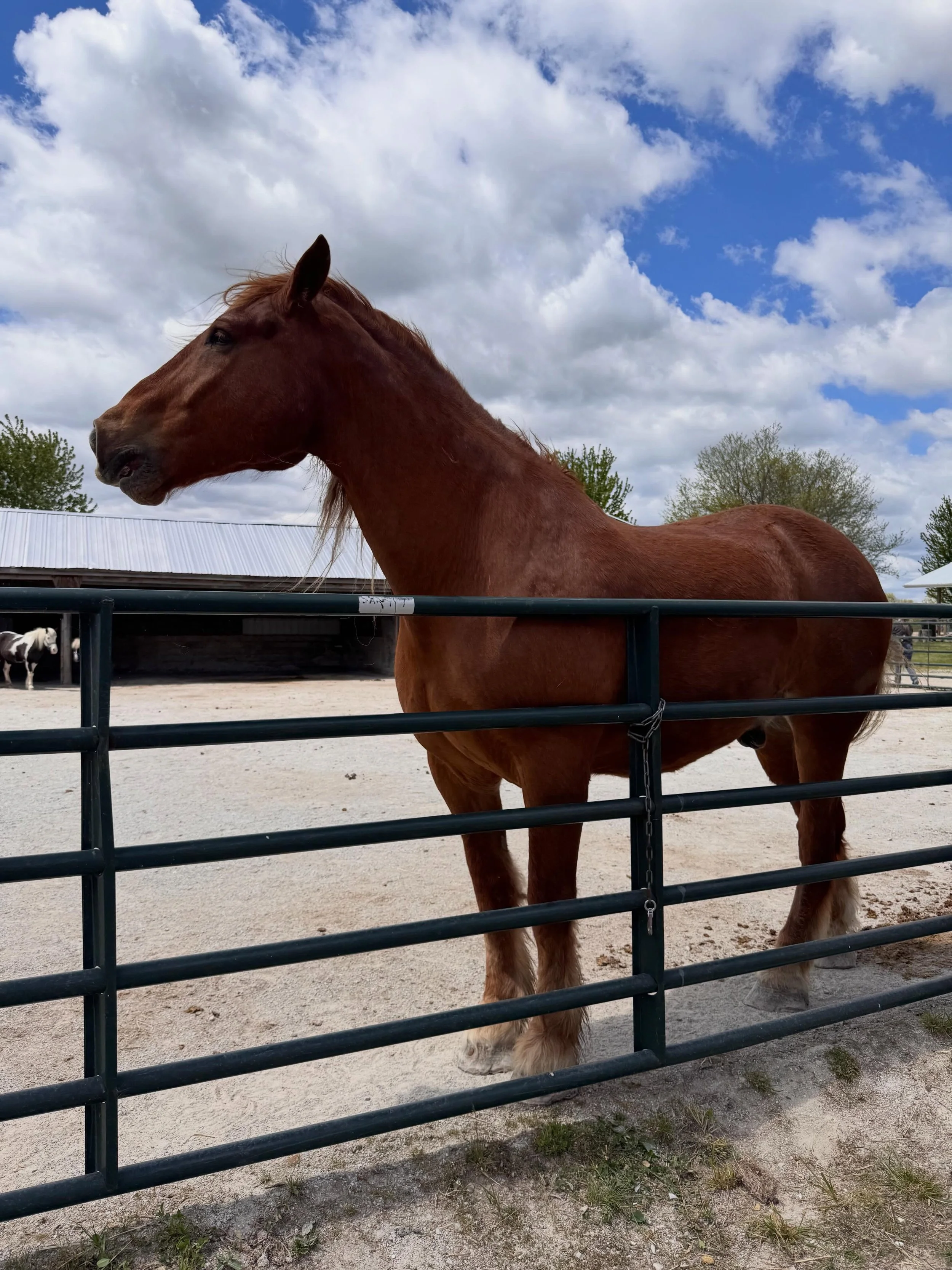 Our week of birthdays continues and it&rsquo;s a big one (literally!) 

18 looks pretty good on you, Big John! 🤎
#greenmeadowswisconsin #pettingzoo #horsesofinsta #drafthorse #wisconsin