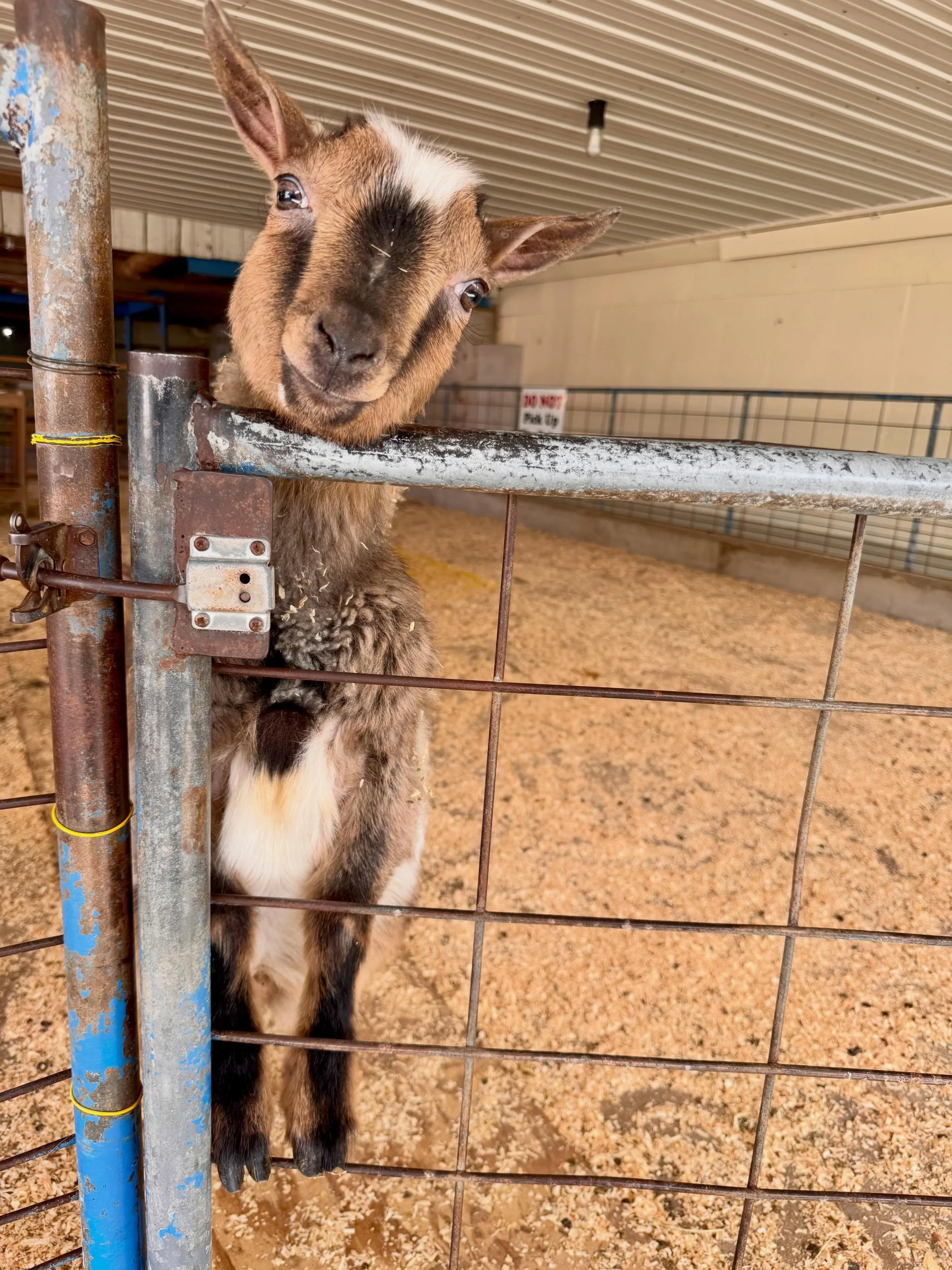 Fred is here to remind you that today is the perfect day to visit the farm! ☀️🐐

We&rsquo;re open 10AM-4PM!
#greenmeadowswisconsin #goats #goatsofinstagram #wisconsin #pettingzoo