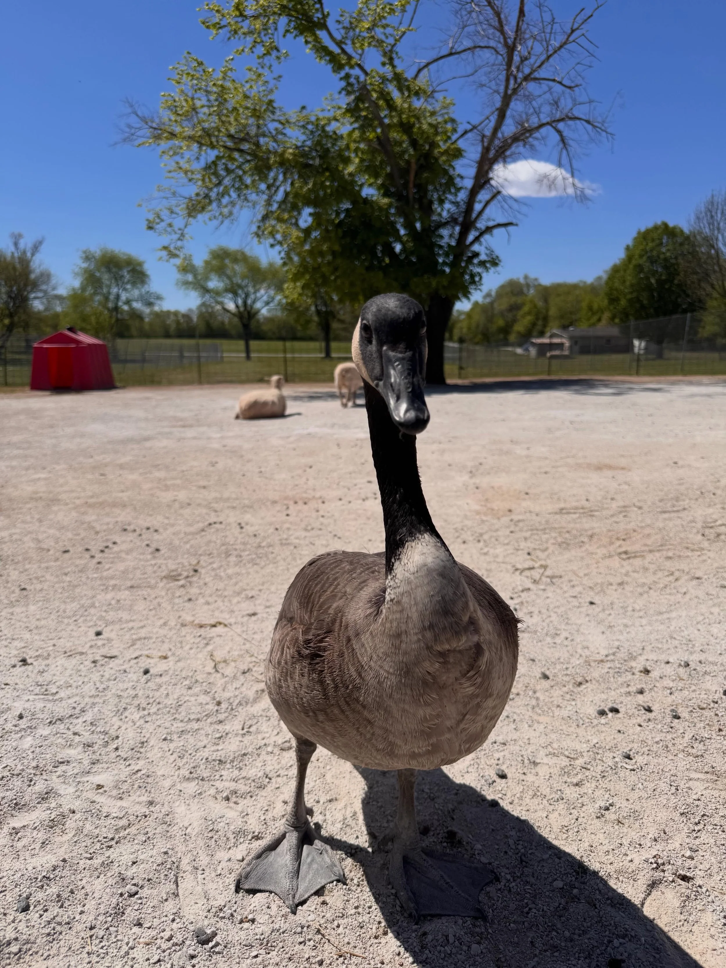Who remembers the Canadian goose who showed up at the farm last season? 

Well you may have noticed that he&rsquo;s still around. Our staff have affectionately named him Geoff and you can often find him in with our sheep or walking around the animal 