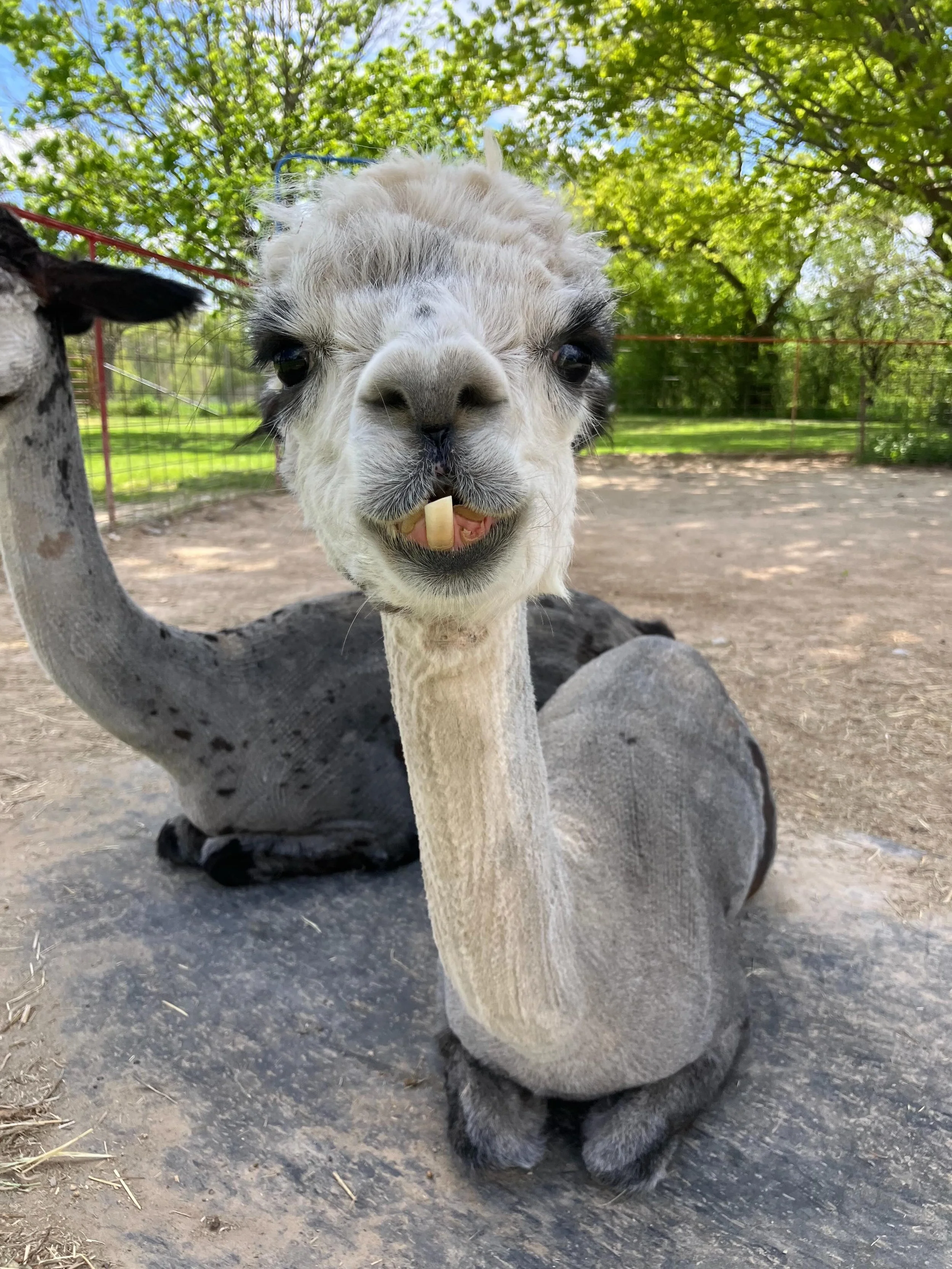Warning: Ruby&rsquo;s one-tooth grin is dangerously adorable 🦙✨

We&rsquo;re open 10-4!
#greenmeadowswisconsin #pettingfarm #alpacasofinstagram #funnyanimals #cuteanimals