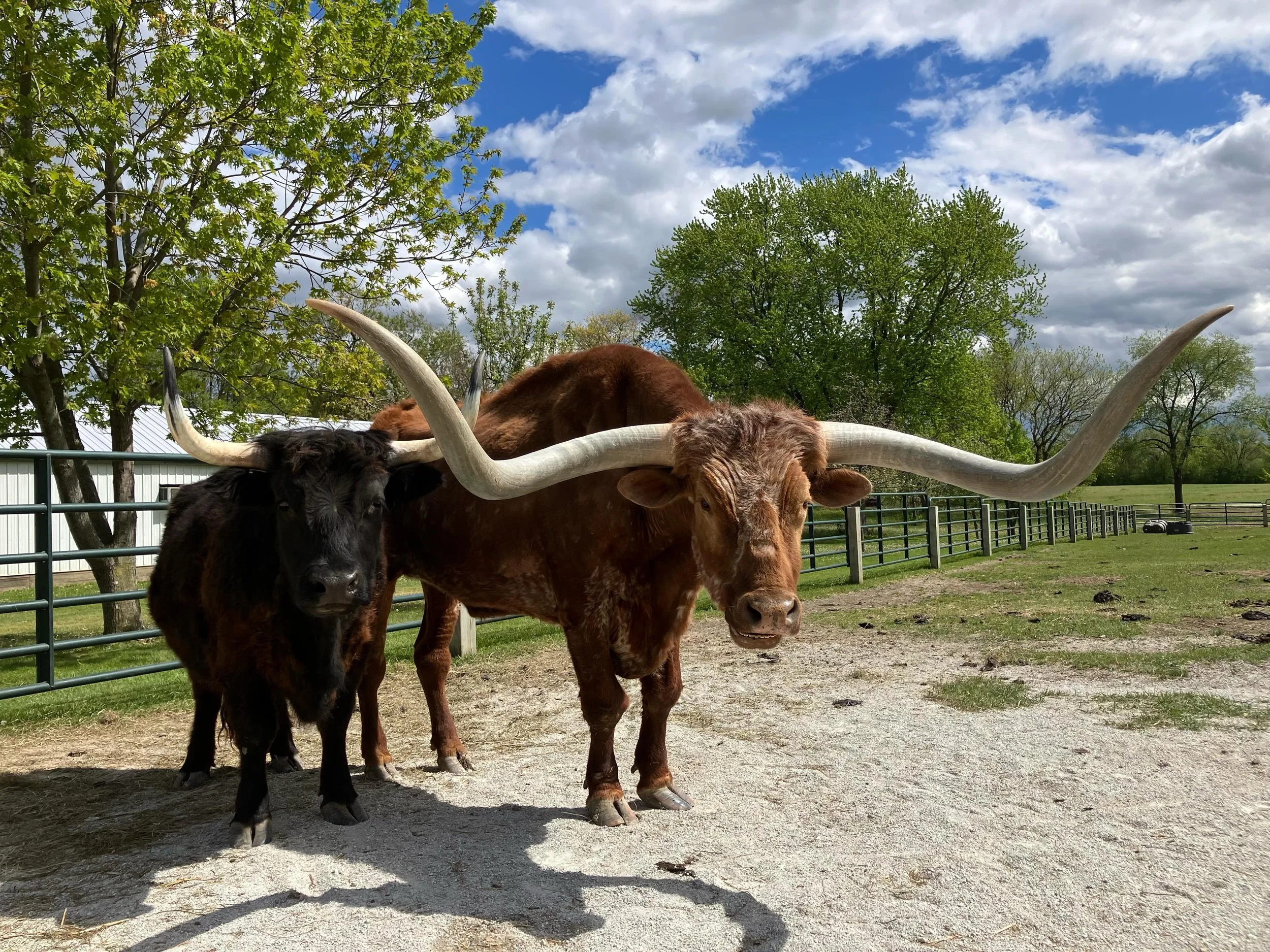 Waffles and Cowboy think it&rsquo;s the perfect day to visit the farm! ☀️

We are open 10-4!
#greenmeadowswisconsin #cowsofinsta #pettingzoo #texaslonghorns