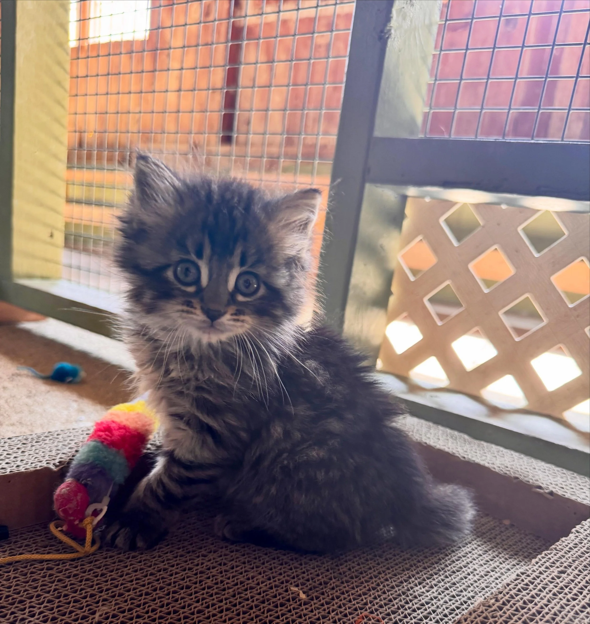 Your weekend plans just got cuter. The farm is open today from 10&ndash;4! 😻
#greenmeadowswisconsin #pettingfarm #kittensofinstagram #animals #wisconsin