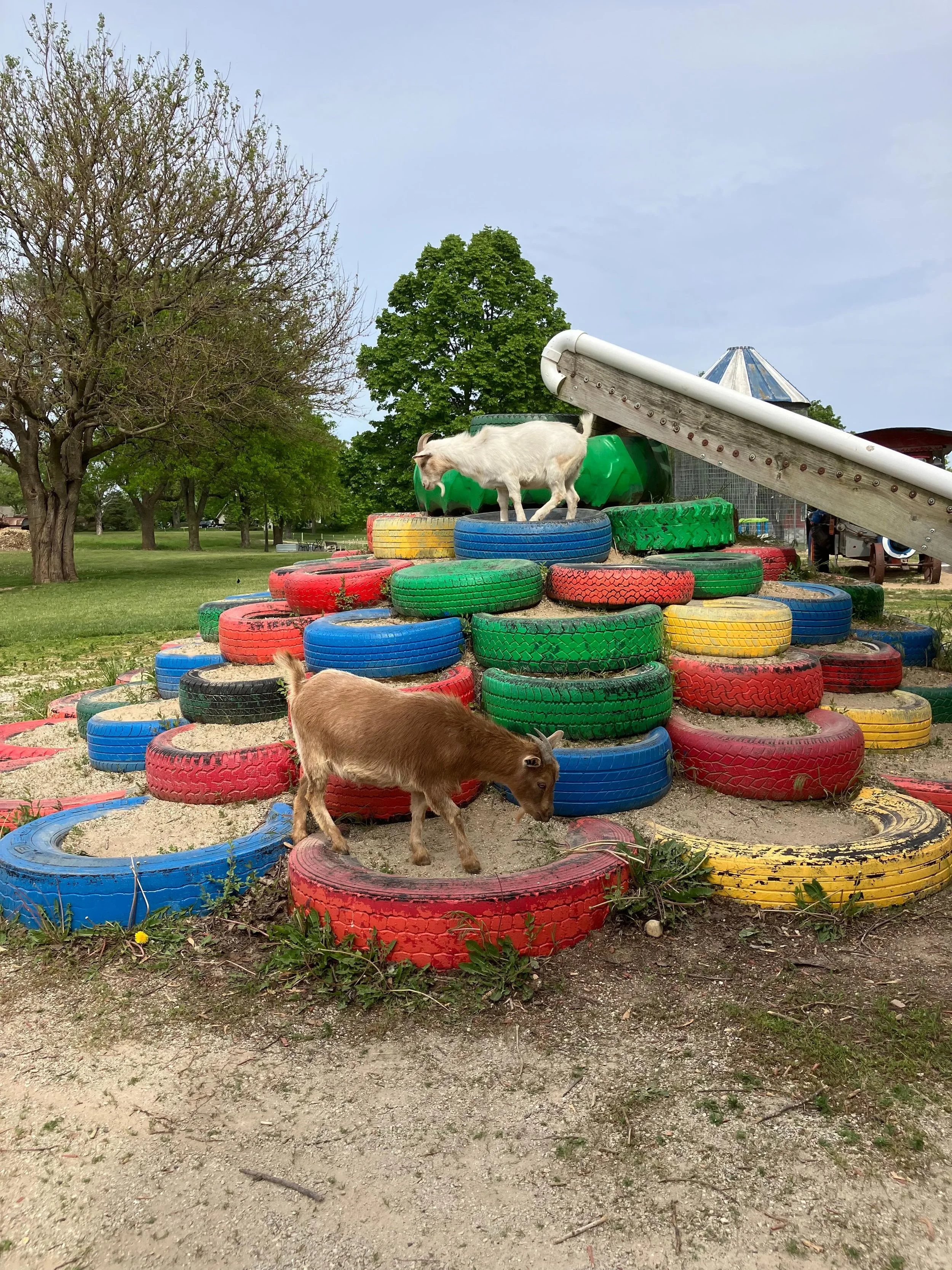 The farm may be closed, but recess is still in session. 🐐🛝 Ray and Gigi are making the most of their day off!
#goatsofinstagram #pettingfarm #funnyanimals #greenmeadowsfarmwi #wisconsin