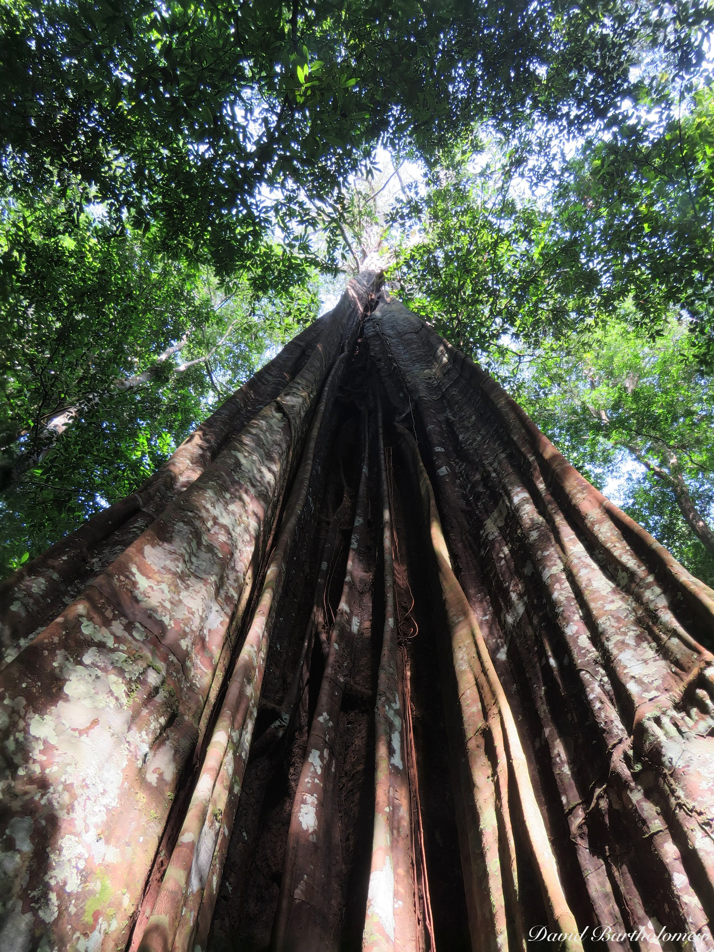 Drought in the Amazon: Small trees adapt better than large trees