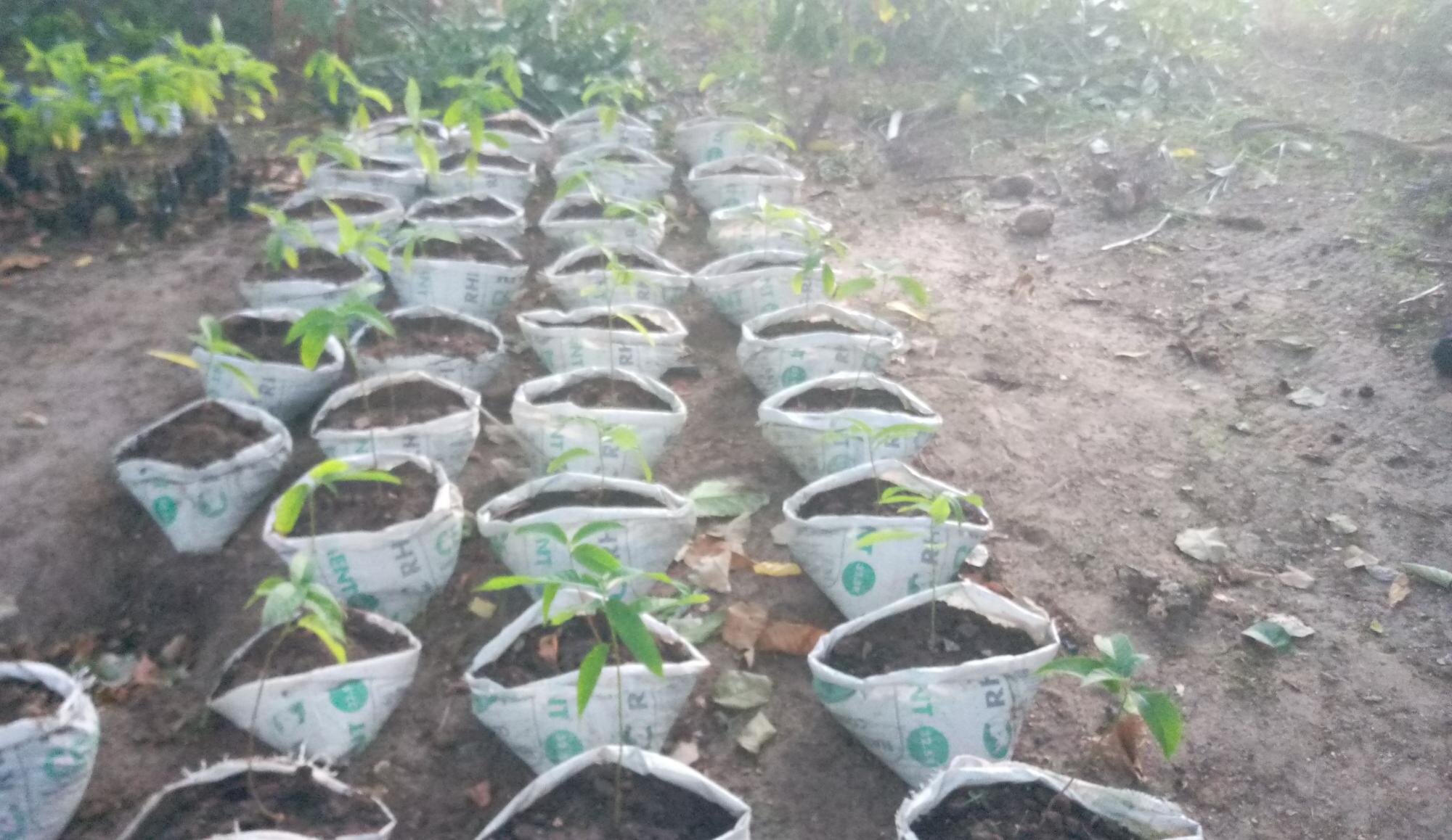 Pwani_seedling_transfer (1).jpeg