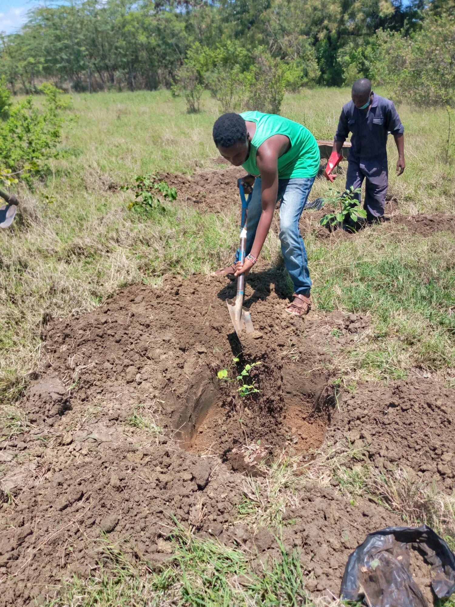 We are planting threatened trees in coastal Kenya
