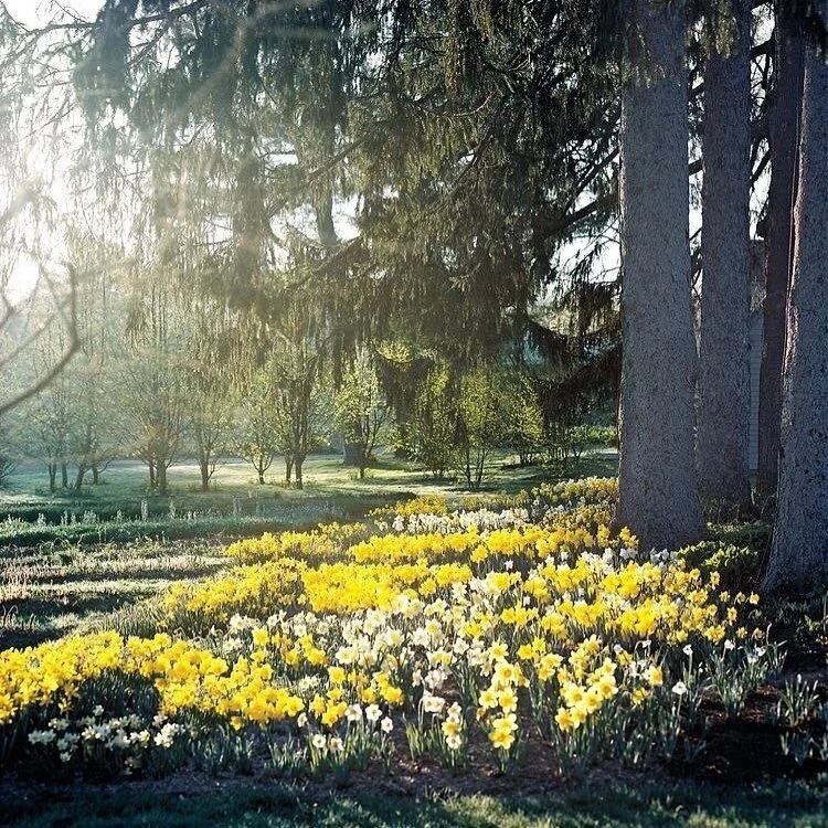 🏴Tomorrow is St David’s Day, the patron saint of Wales! As Spring is on its way, daffodils will be soon emerge all over the UK. The national flower of Wales, daffodils can survive cold conditions and can be in flower for up to six