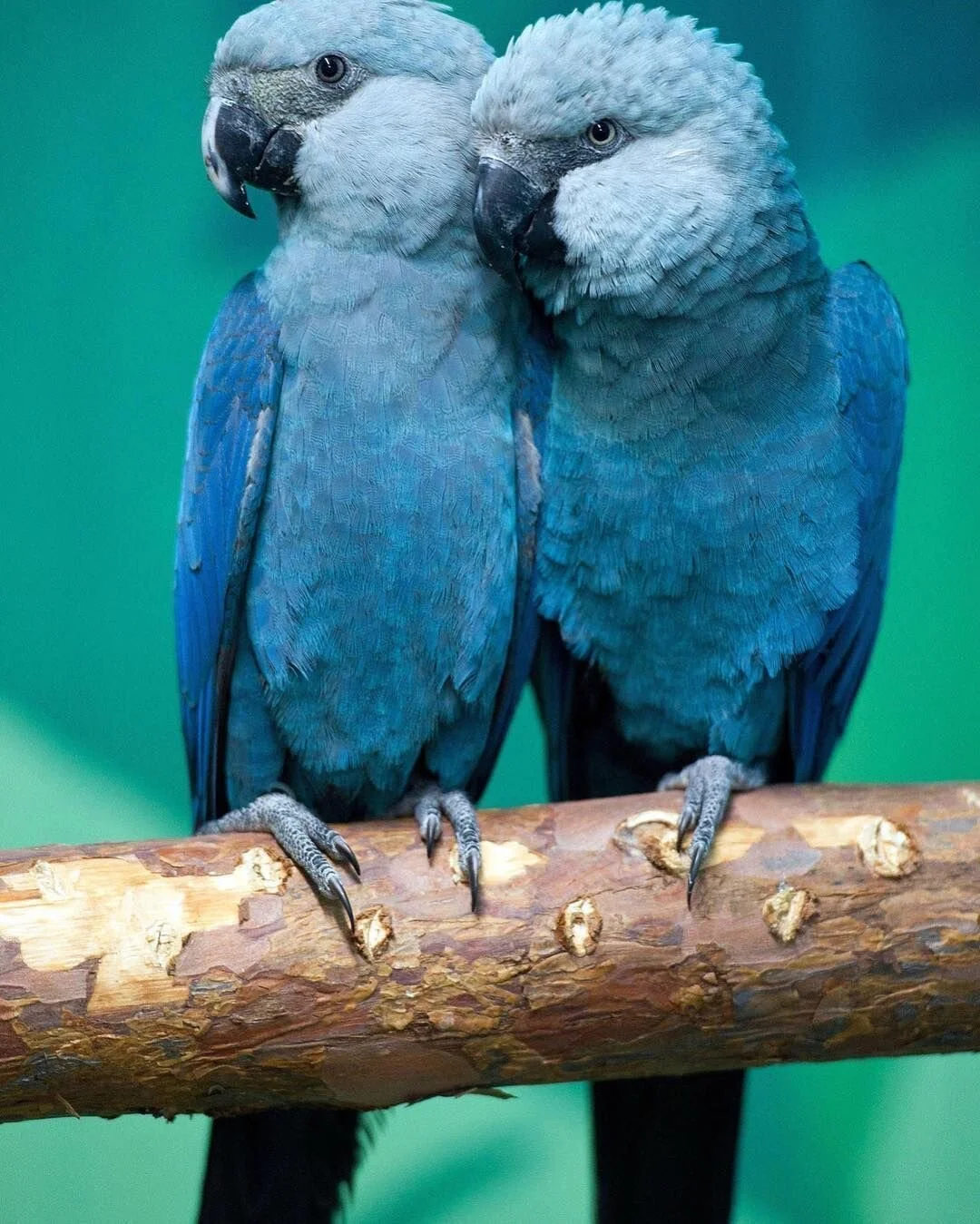In 2019 the Spix’s Macaw was declared extinct in the wild.⠀
.⠀
Habitat destruction and illegal capture and trade of these birds has been the cause of the demise of this species.⠀
.⠀
Fortunately around 160 members of this species have been locat