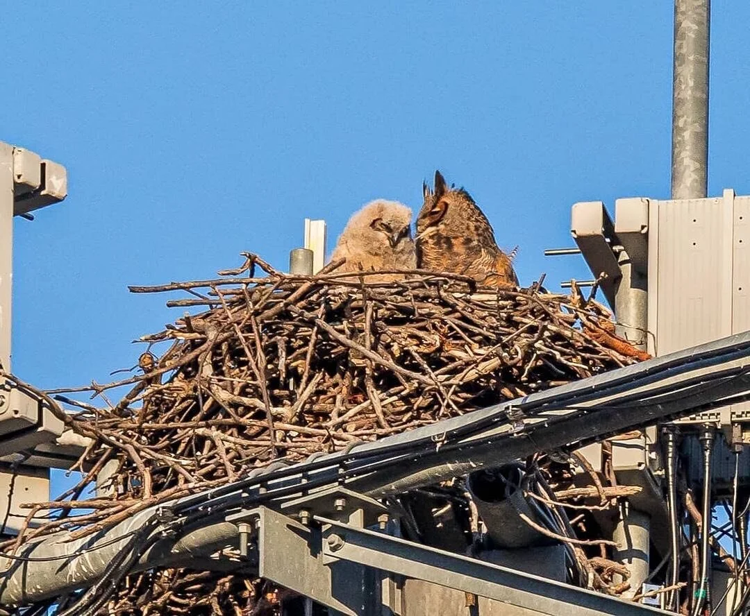 🦉It’s that time of year again! The month of March generally kicks off nesting season for many birds in the UK. (Although it can begin before this)
•
This means that if you’re still considering giving your hedges or trees a trim, or