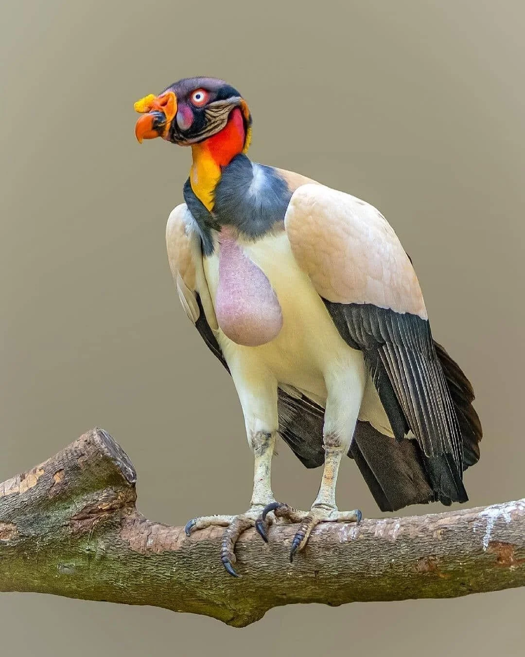 Beautiful or ugly? The King Vulture's strong beak is able to tear into carcasses where other vultures struggle. Essential for cleaning up and preventing spread of disease from rotting remains. ⠀
⠀
📸@drlote ⠀
⠀
#theleaf #conservation #vulture #kingvu