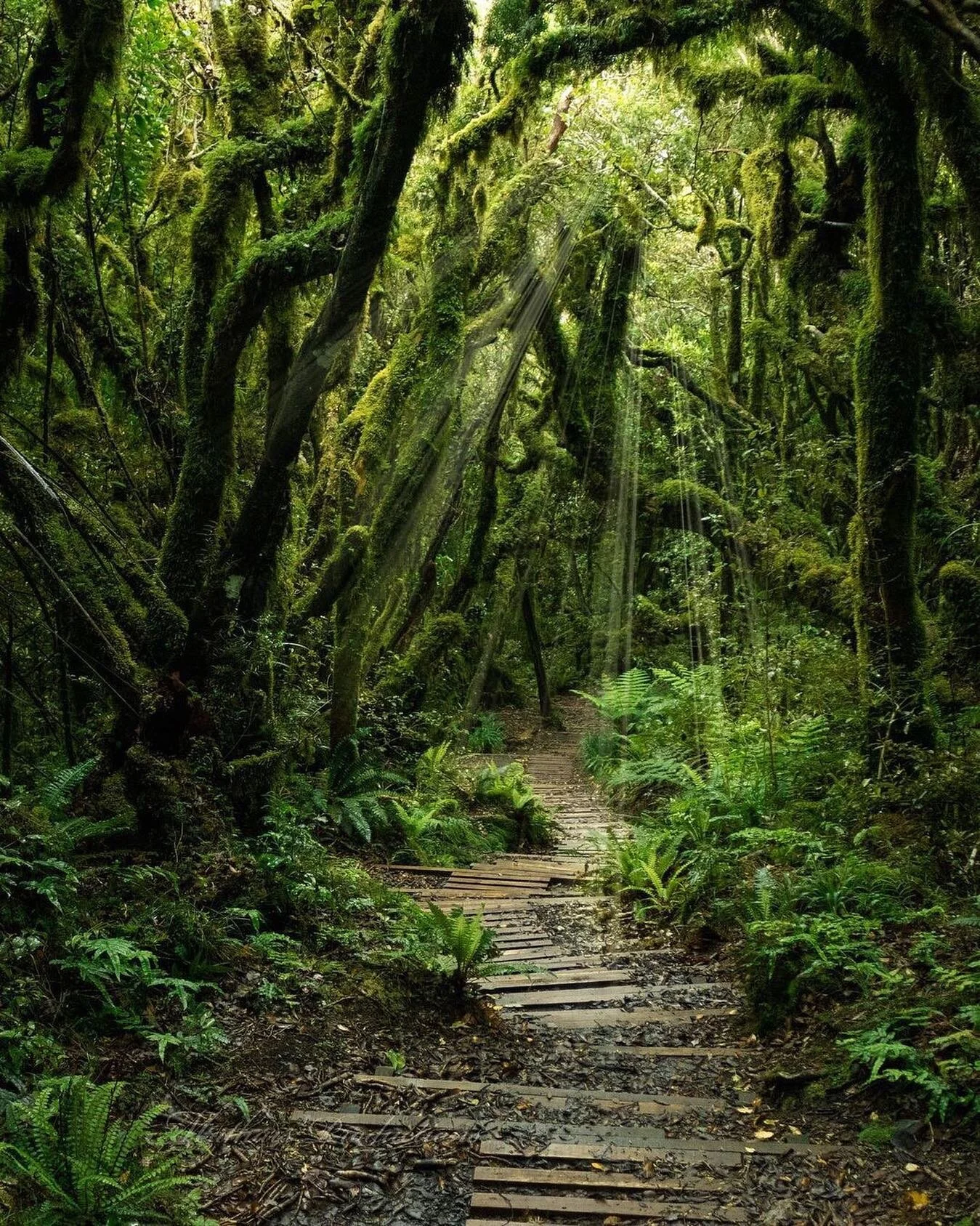 🌳”What we are doing to the forests of the world is but a mirror reflection of what we are doing to ourselves and to one another.”
-Chris Maser
•
•
📷@nzlandscapephotos
•
#wearetheleaf #climatechange #globalwarming #conserv