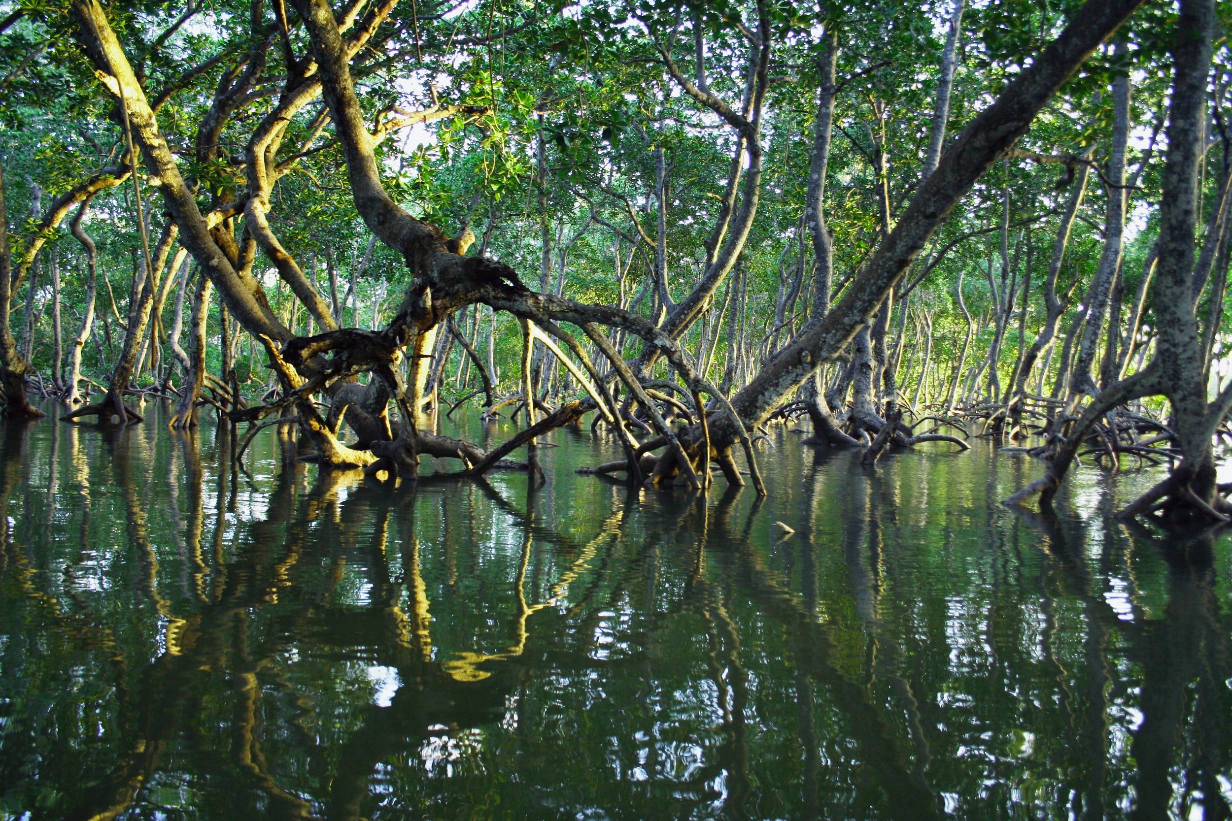 Benefits of Mangroves - Flood Protection — The LEAF Charity