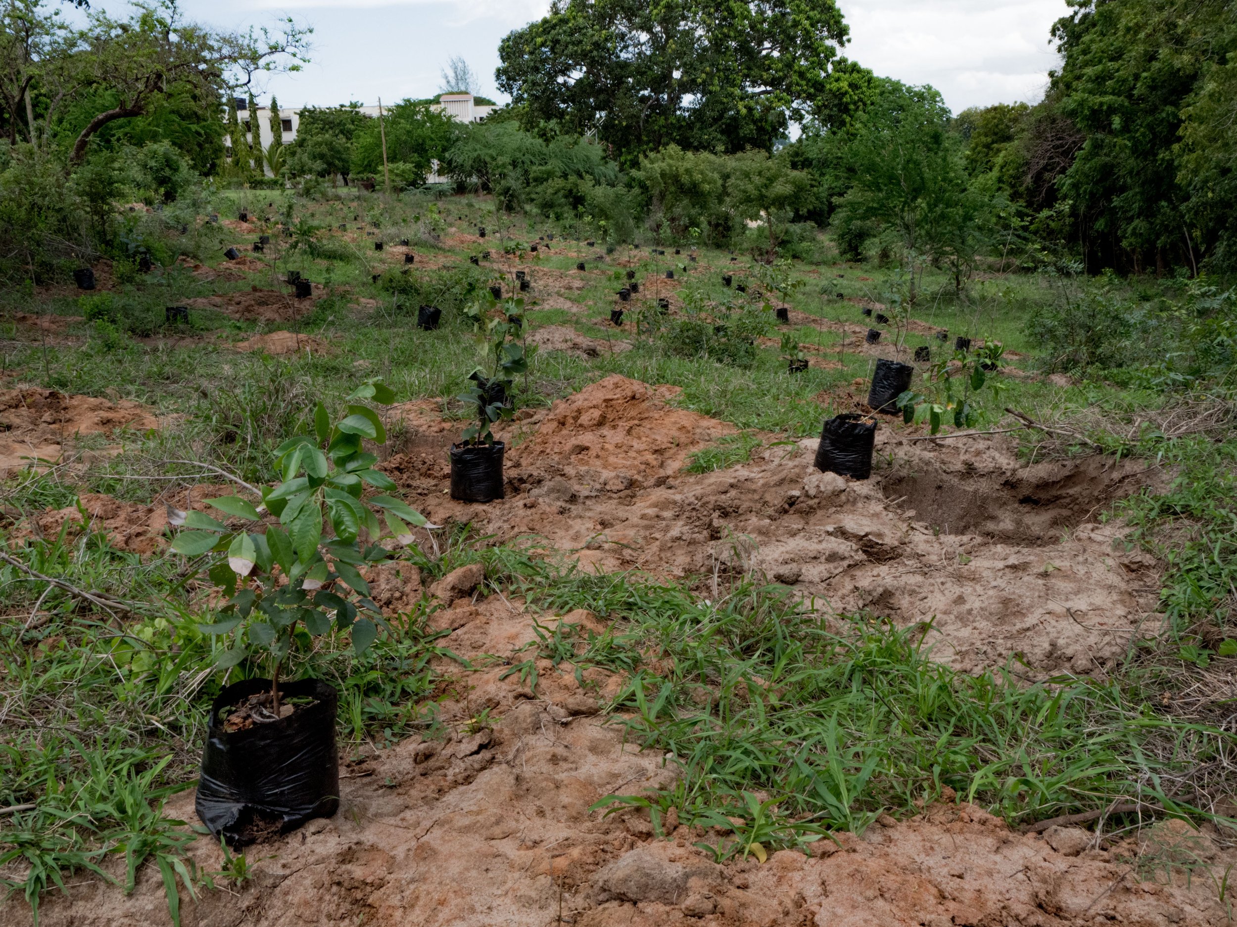 LEAF Tree Planting-17.jpg