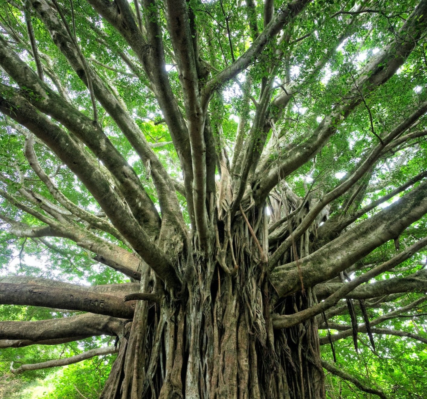 A large tree dominating the canopy with numerous branches spread wide and aerial roots reaching to the ground. Signifying the reach and importance of restoration and reforestation and the aim of LEAF.