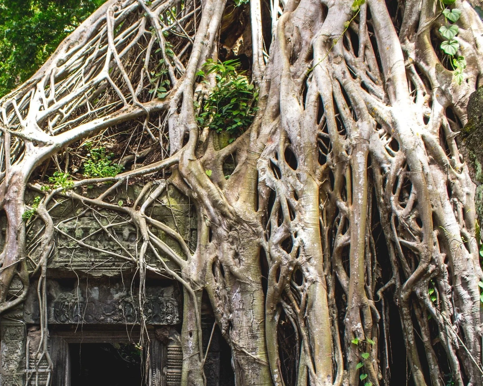 Overgrown roots on an abandoned temple in the rainforest, showing how the natural world can and will reclaim civilisation and we are at its mercy