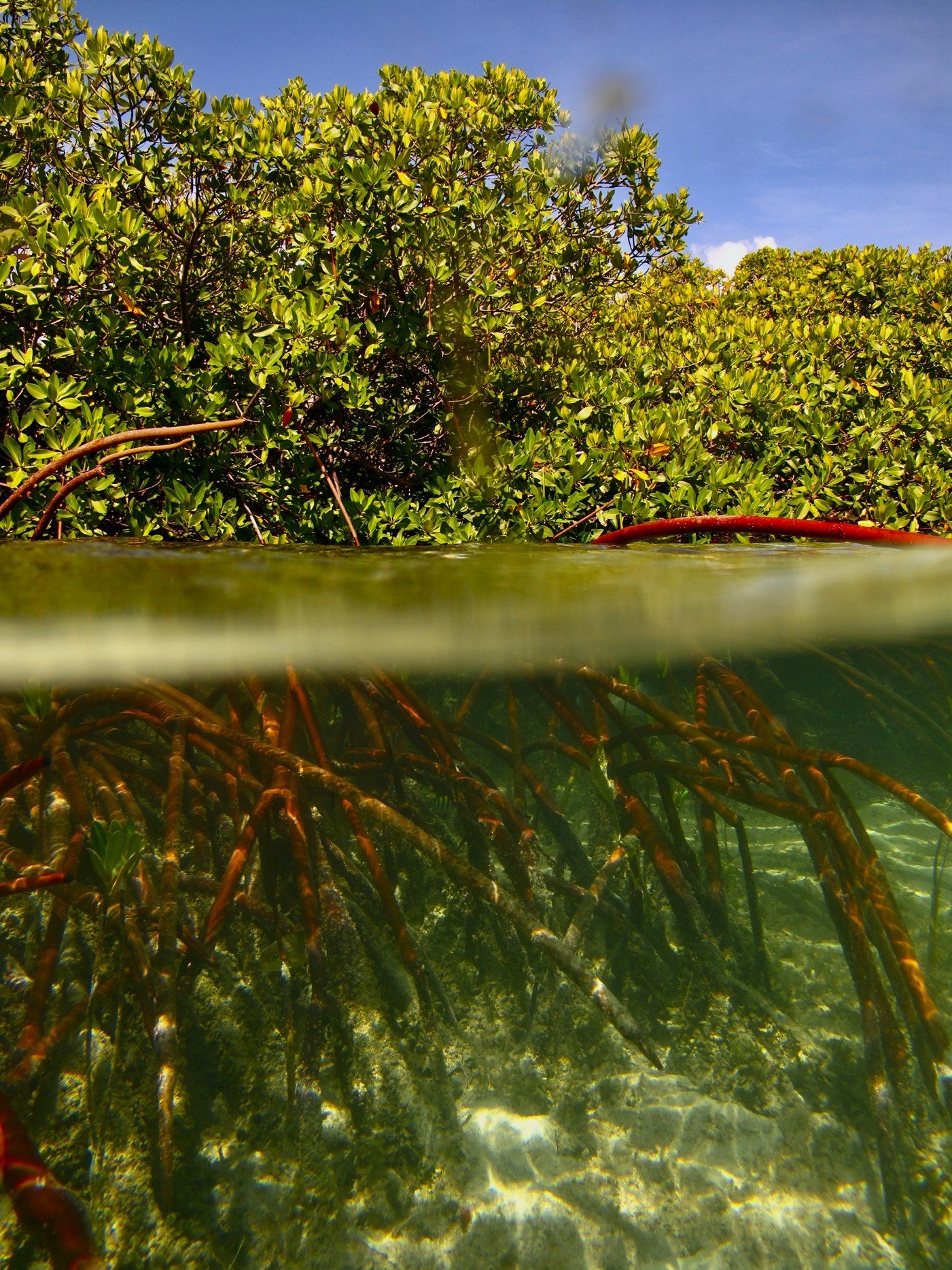 Benefits of Mangroves Animal habitat — The LEAF Charity