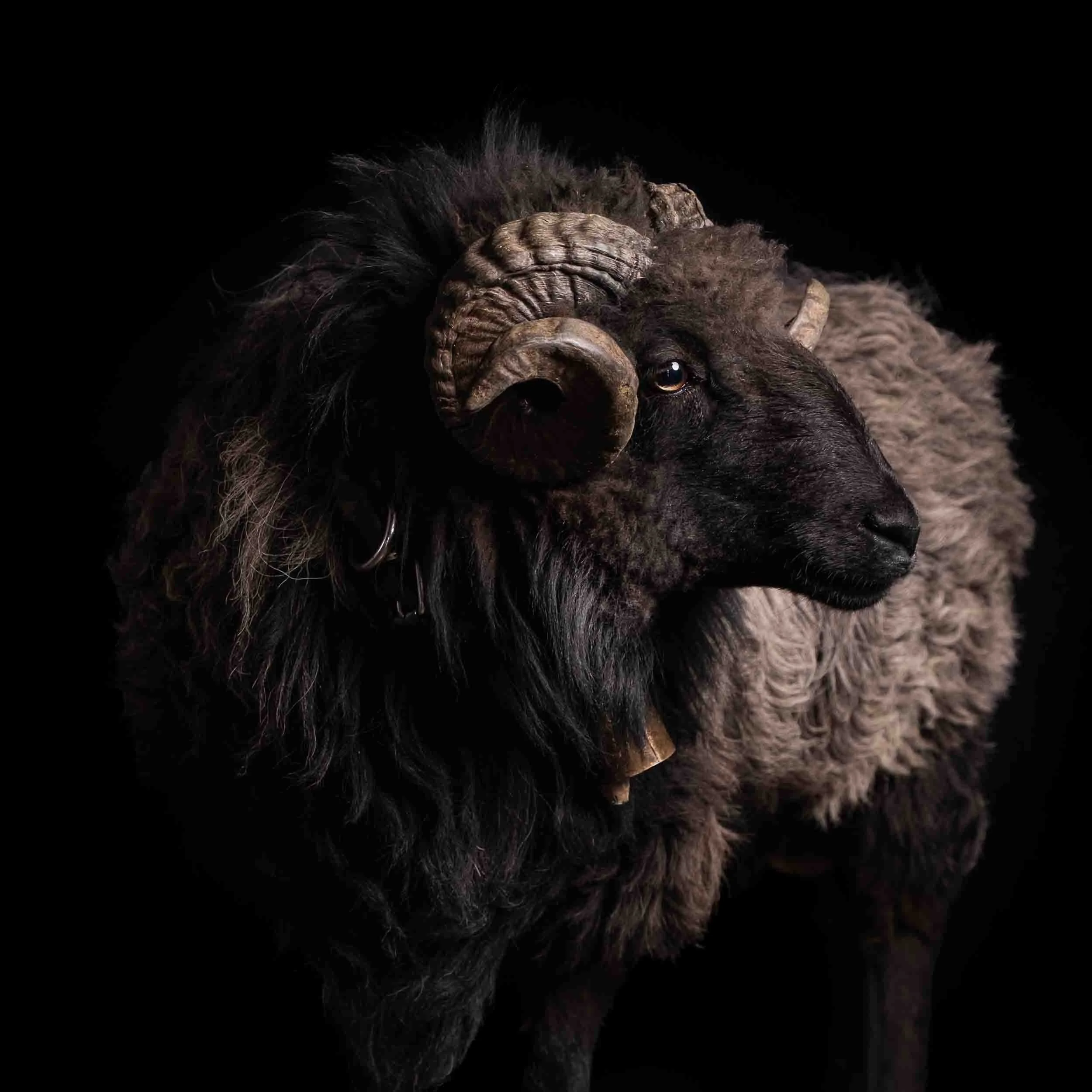 Retrato artístico en clave baja de una Ovella Galega de manto negro, fotografía de estudio con iluminación dramática resaltando la textura de la lana y la dignidad del animal.
