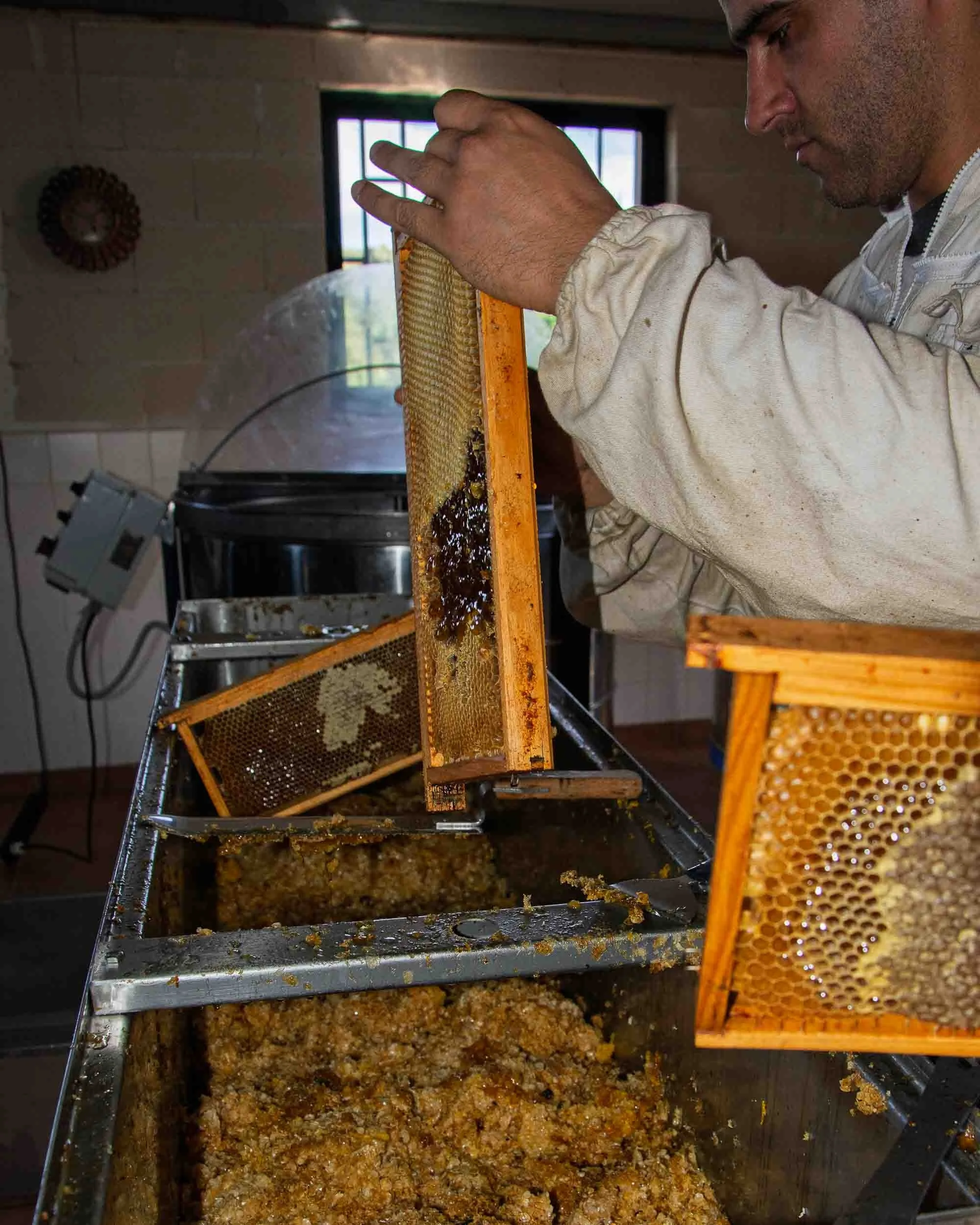 Miel cruda goteando por gravedad desde el cuadro de la colmena durante la fase de extracción.