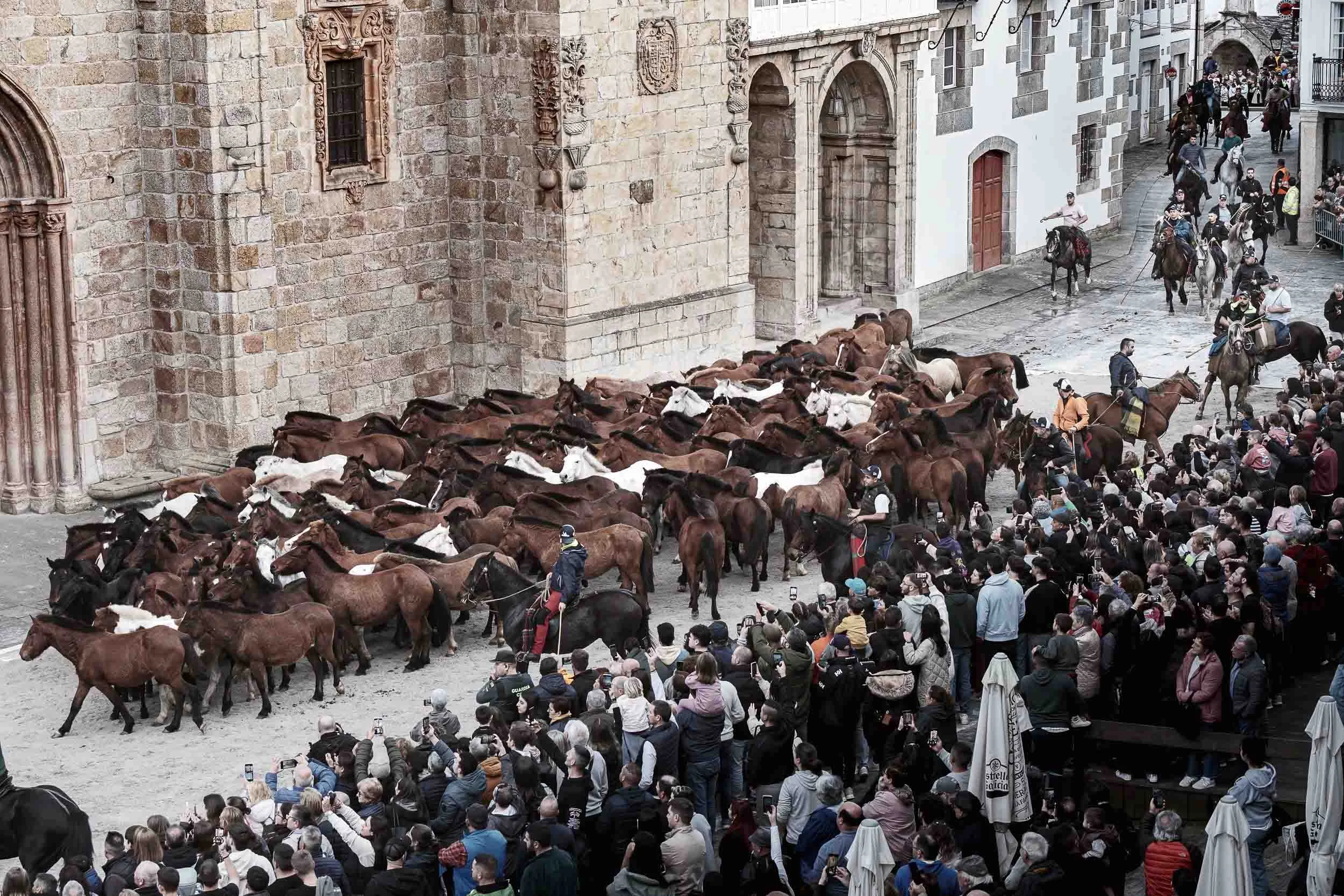 Caballos de monte agrupados y presentados ante el público en la plaza principal, mostrando la nobleza y el origen salvaje de los animales.