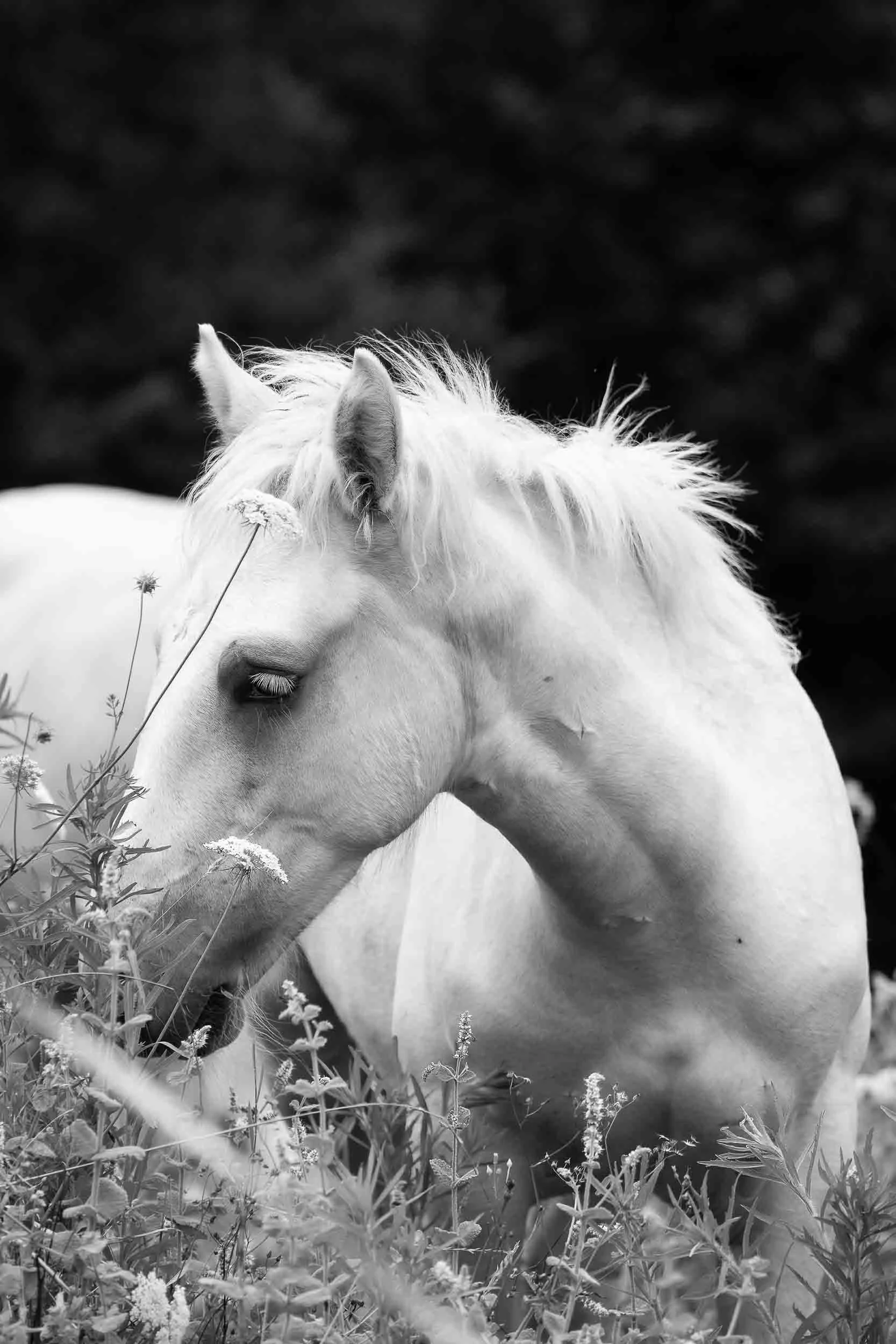 Retrato de un caballo salvaje en libertad en el monte, capturando la fuerza y el pelaje al viento en un entorno natural virgen.