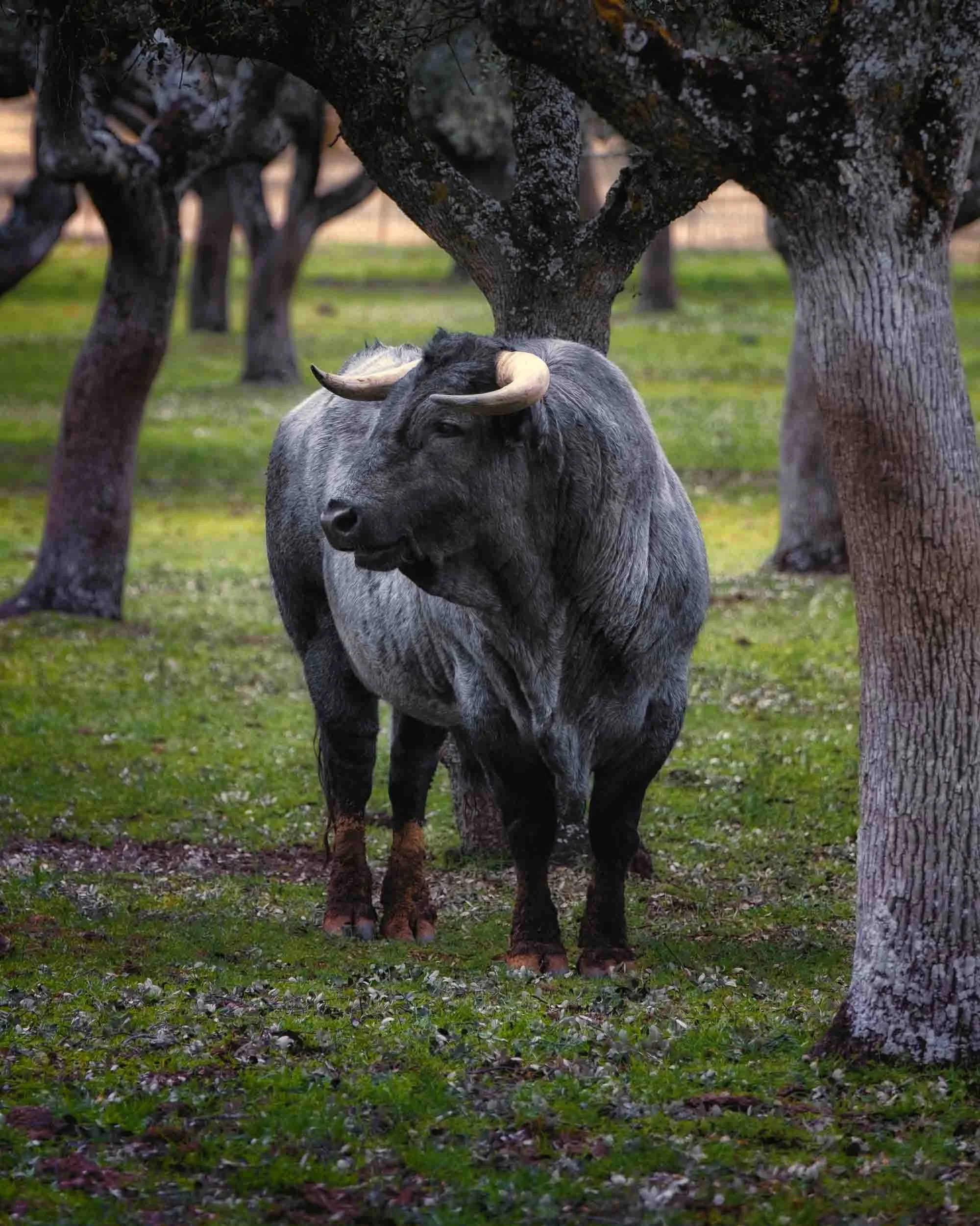 Toro bravo en libertad en la dehesa salmantina, capturando la esencia del campo charro y la nobleza del animal en su entorno natural.