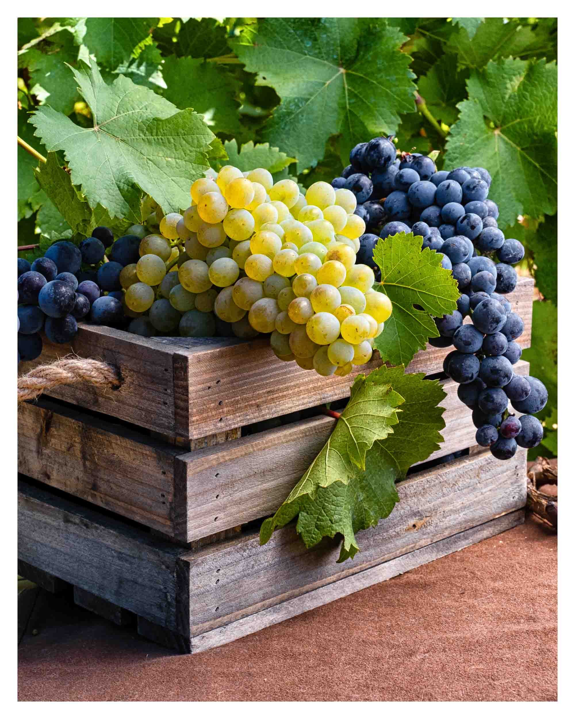 Racimos de uvas en cesta de vendimia