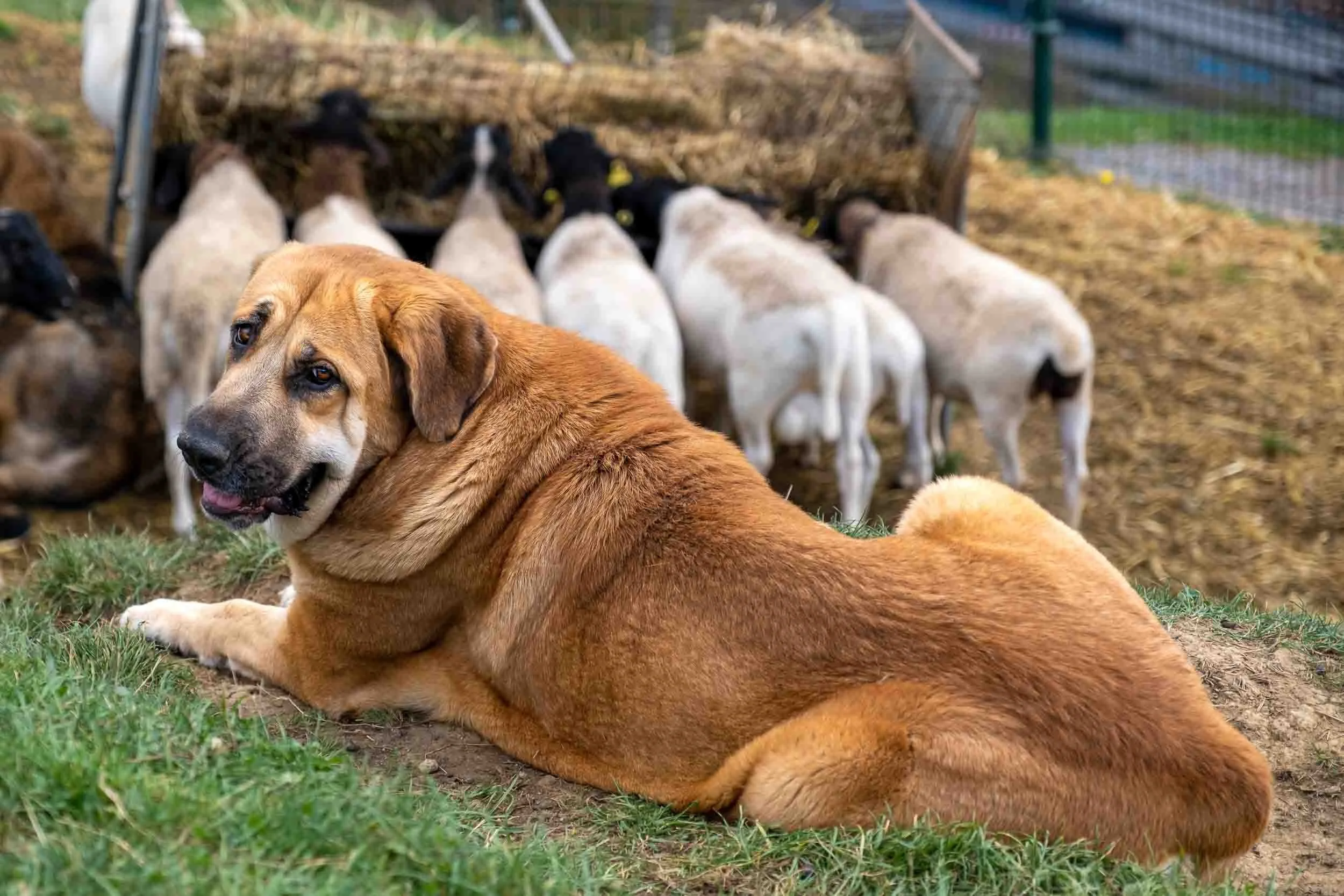 Perro mastín cuidando del ganado 