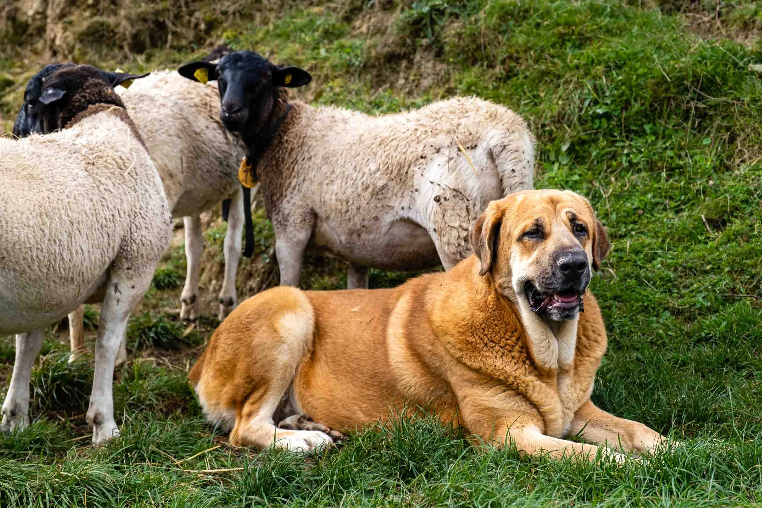 Perro mastín cuidando del ganado 