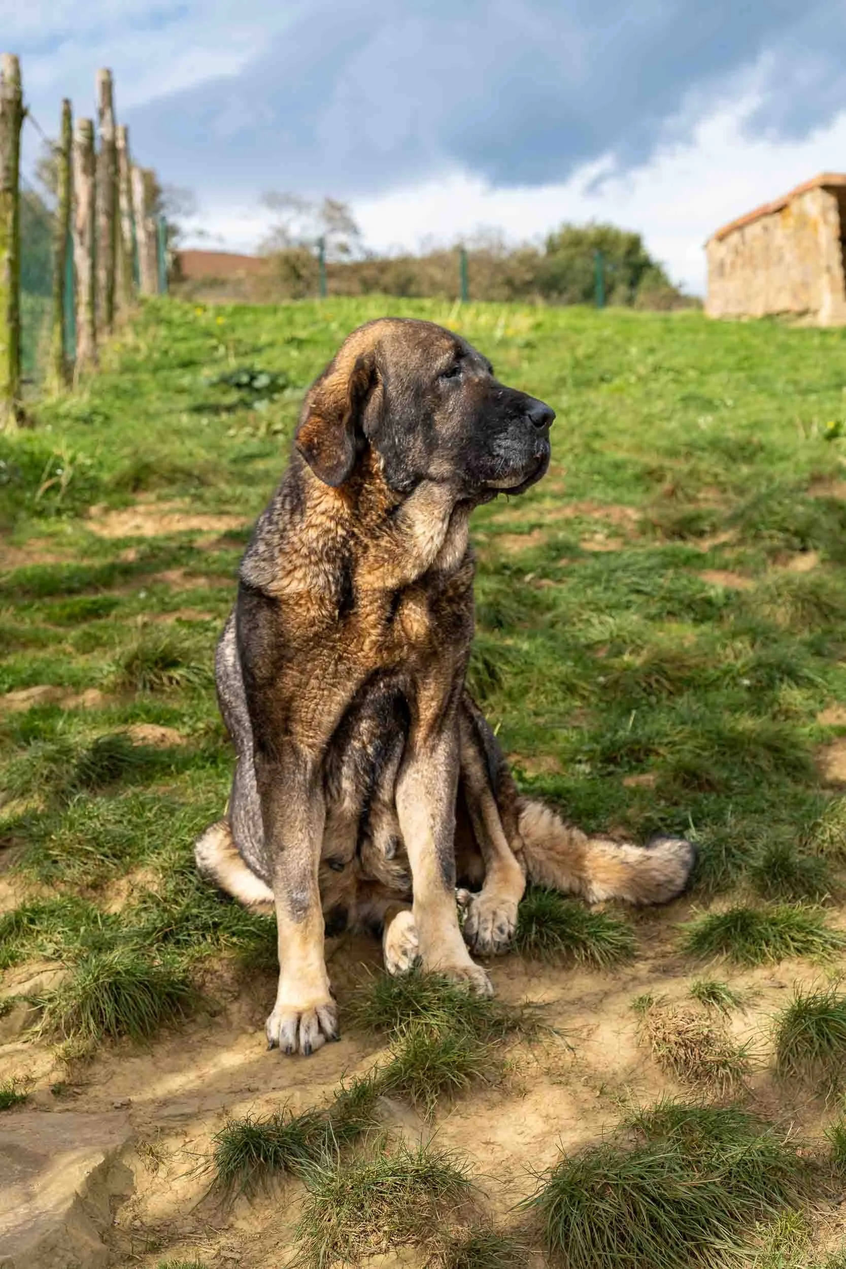 Perro mastín cuidando del ganado 