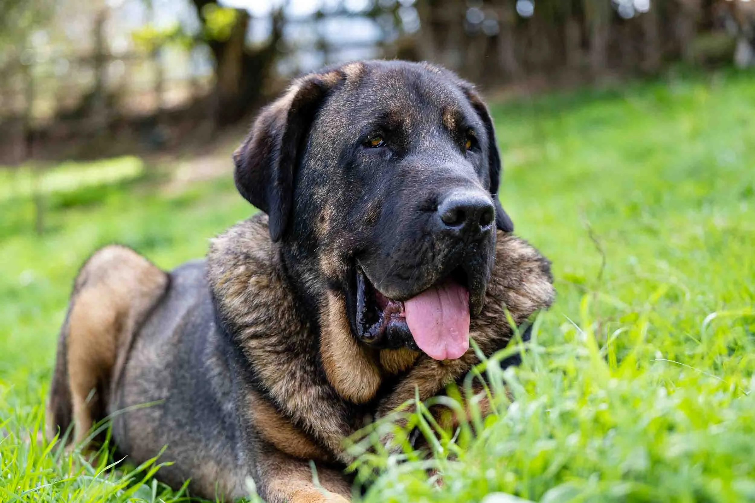 Perro mastín cuidando del ganado 