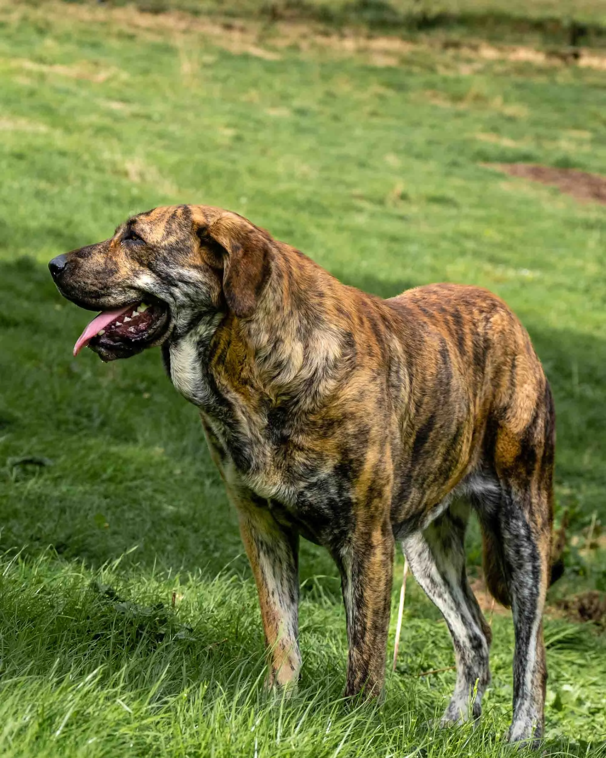 Perro mastín cuidando del ganado 