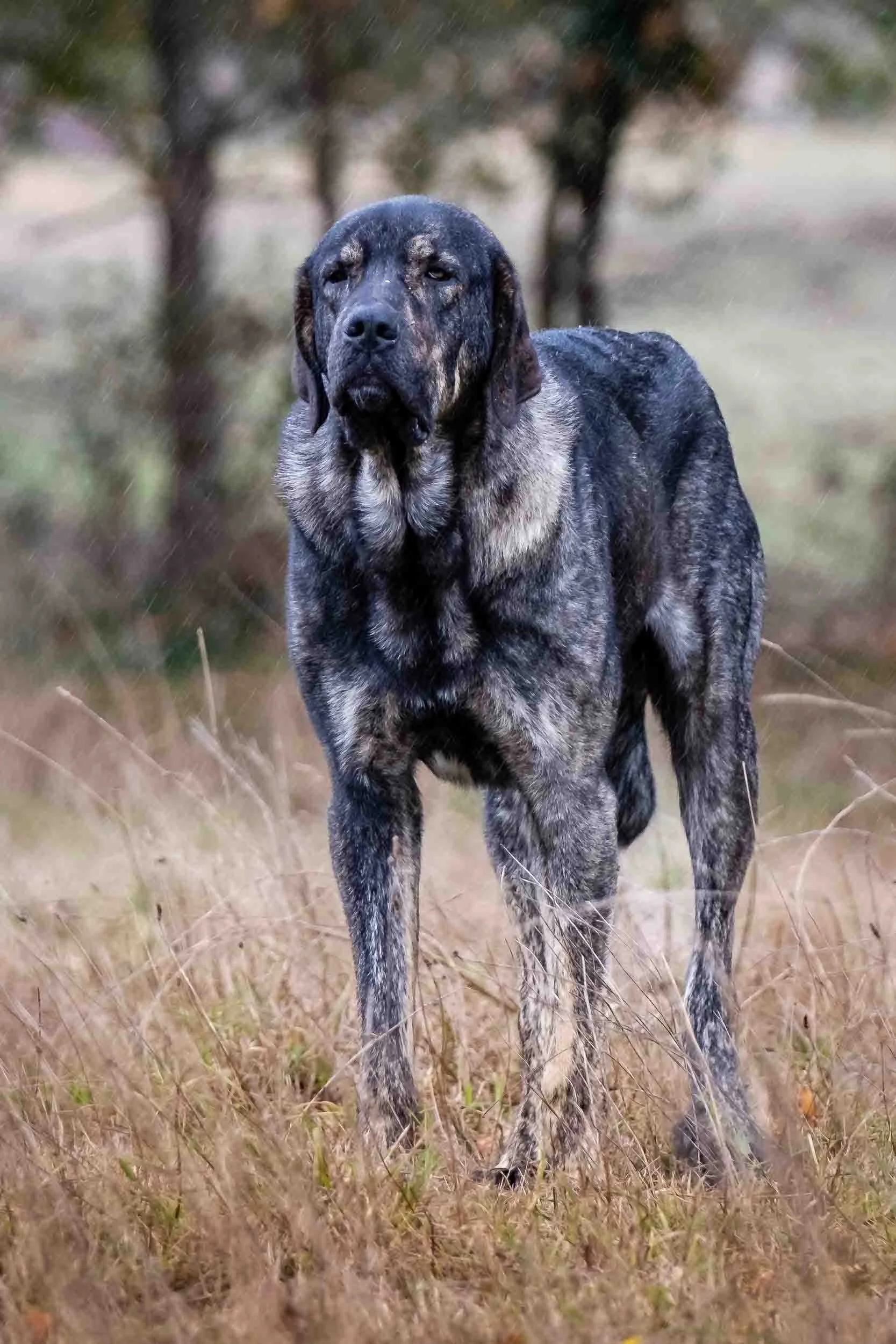 Perro mastín español bajo la lluvia
