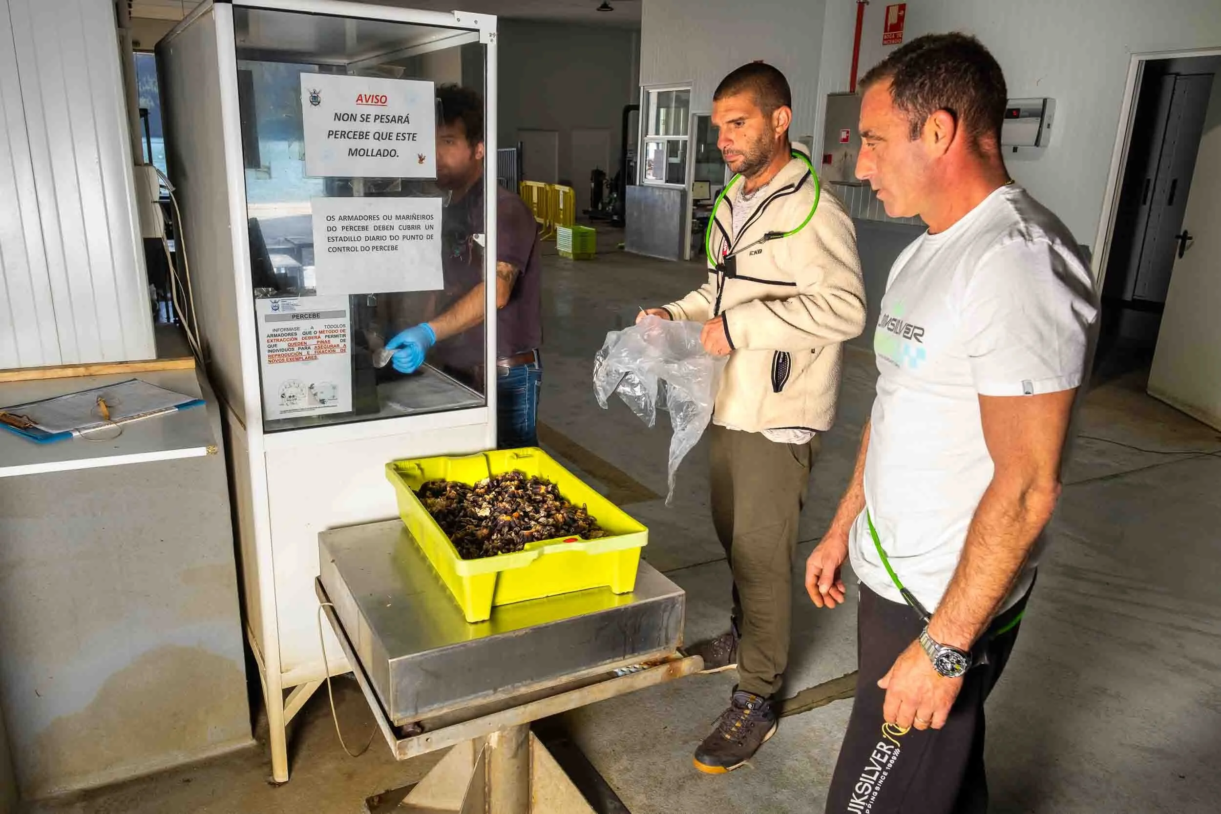 Percebeiros pesando su captura en la lonja