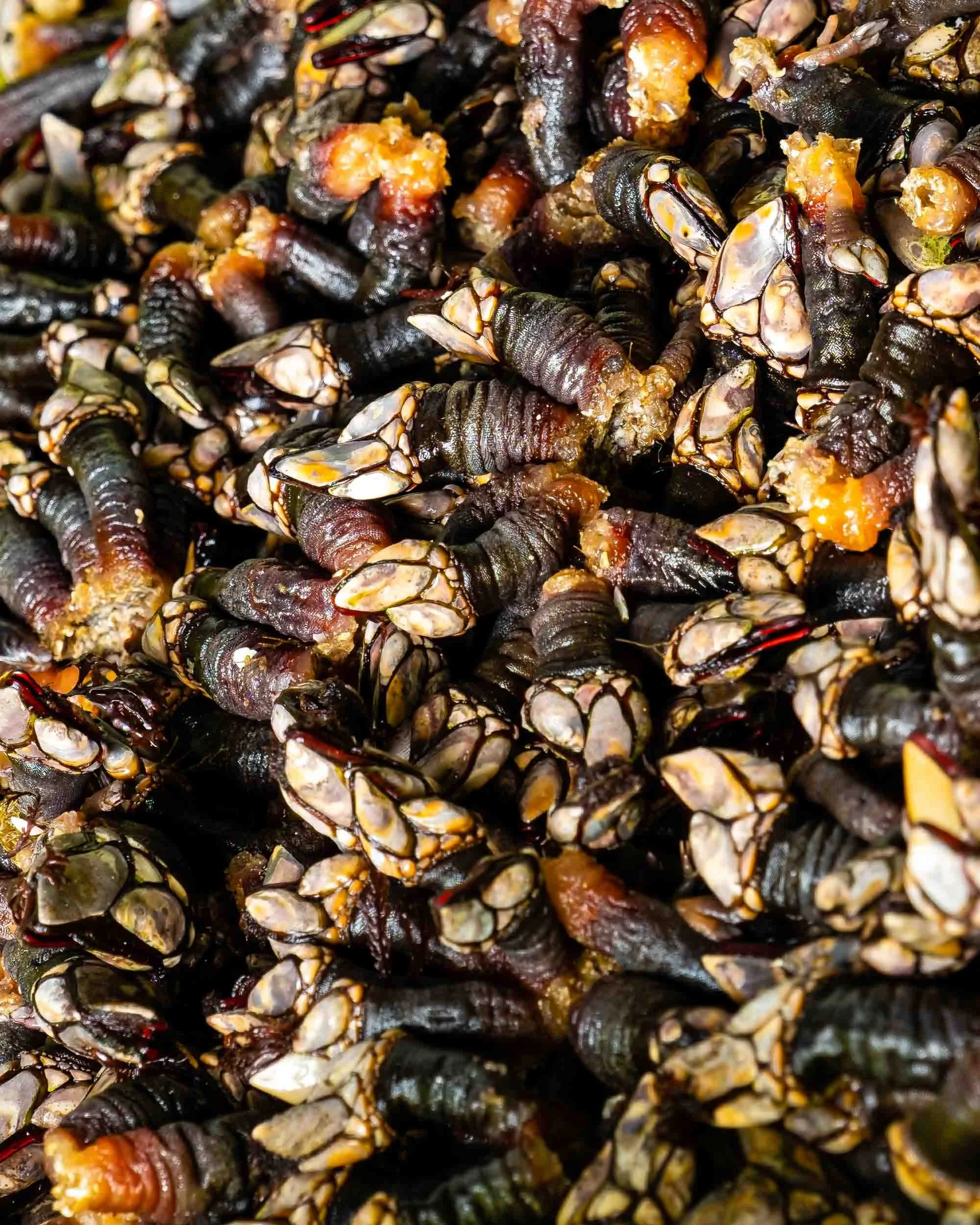 Percebes limpios y preparados para la subasta