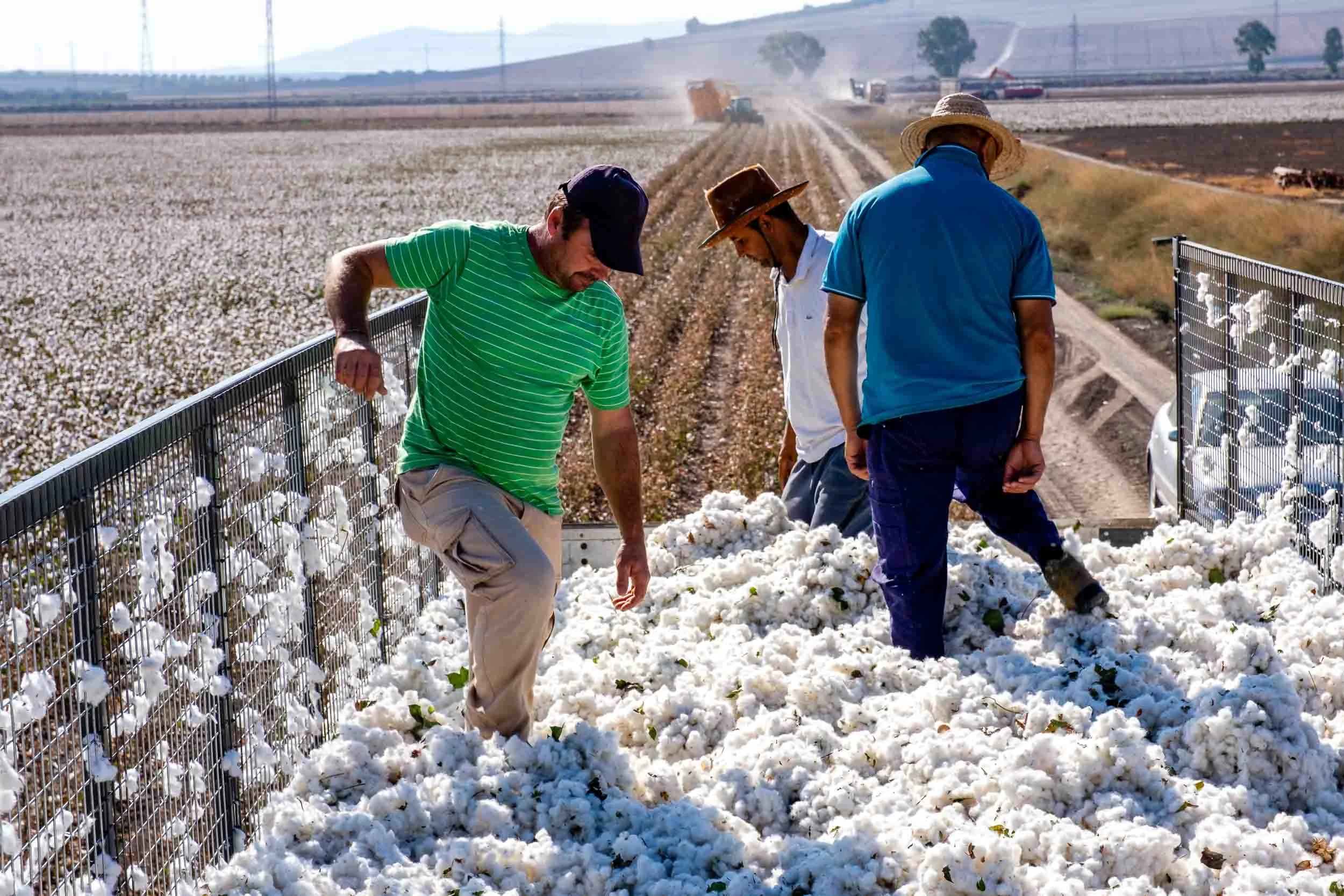 Agricultores compactando el algodón
