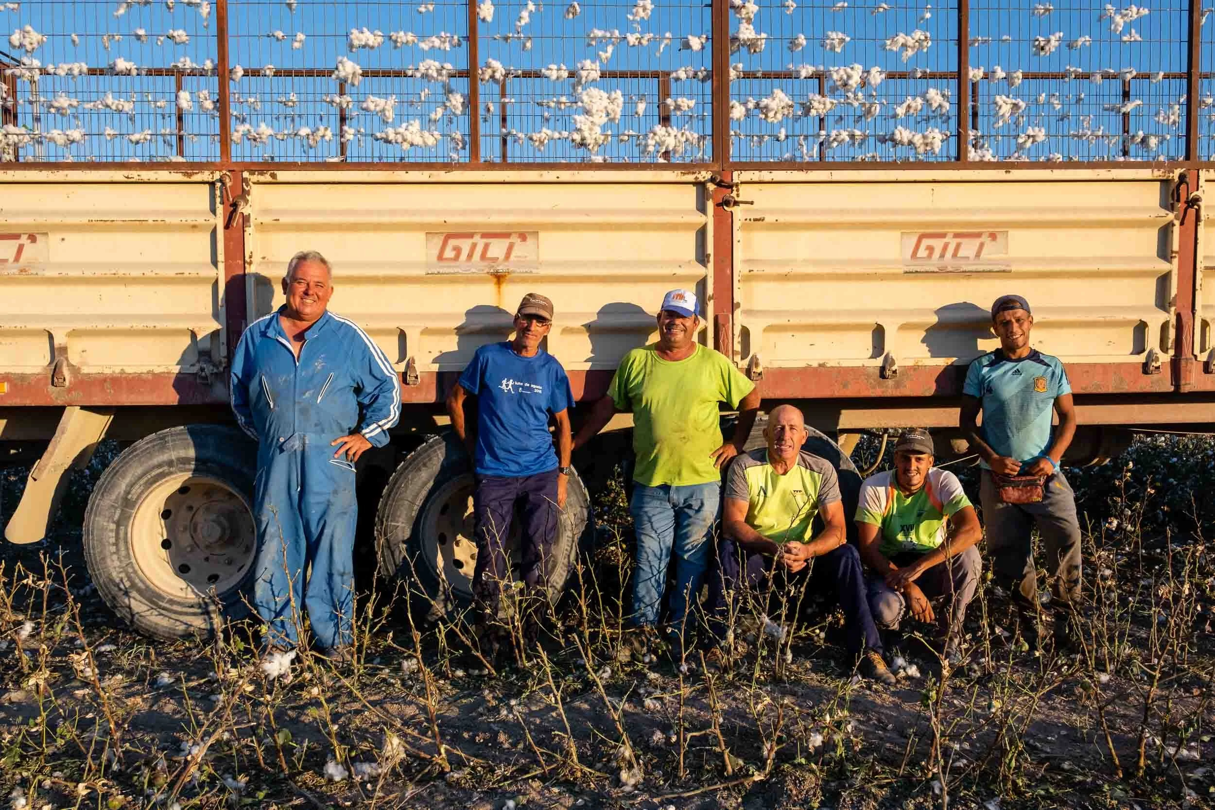 Agricultores compactando el algodón