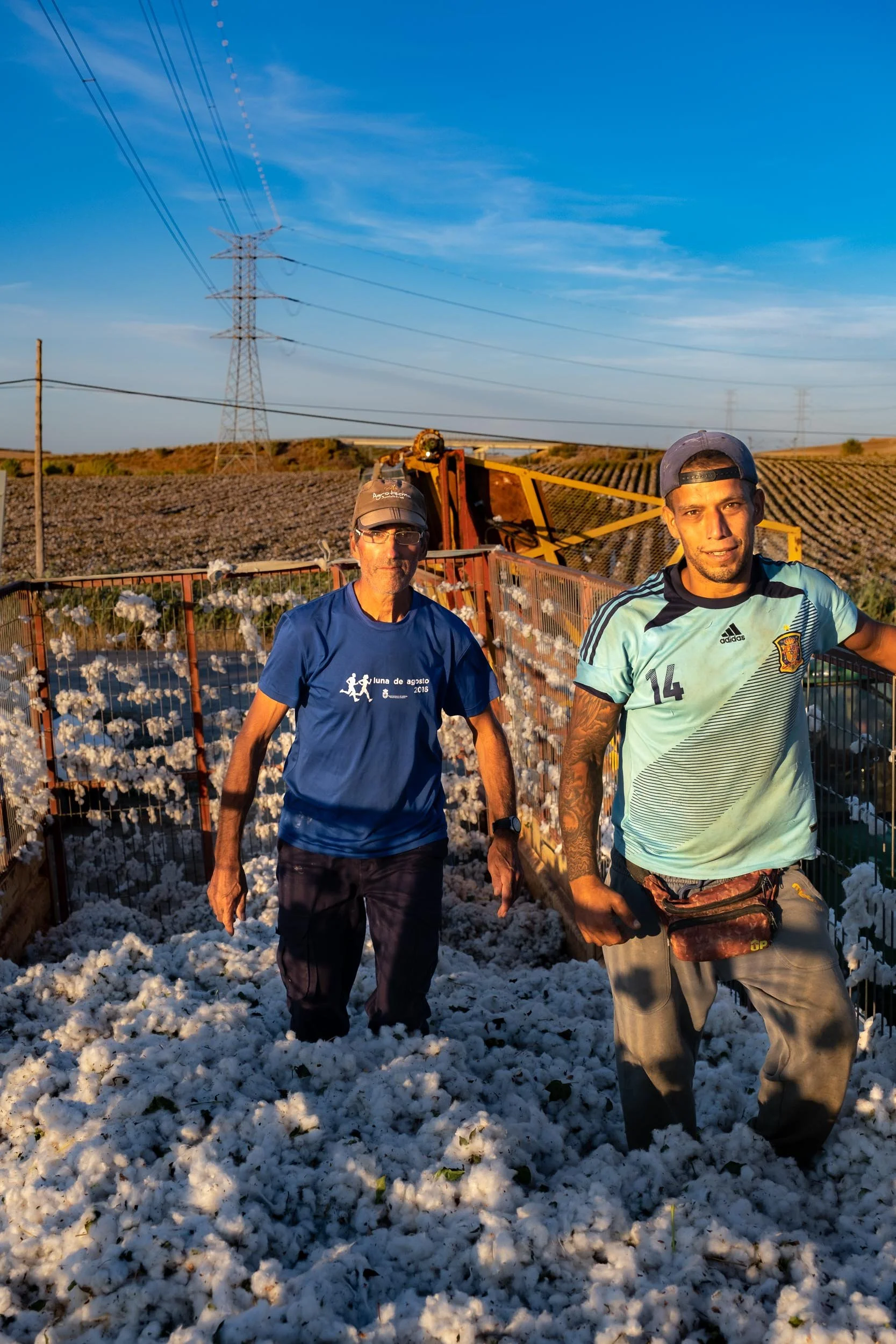 Agricultores compactando el algodón