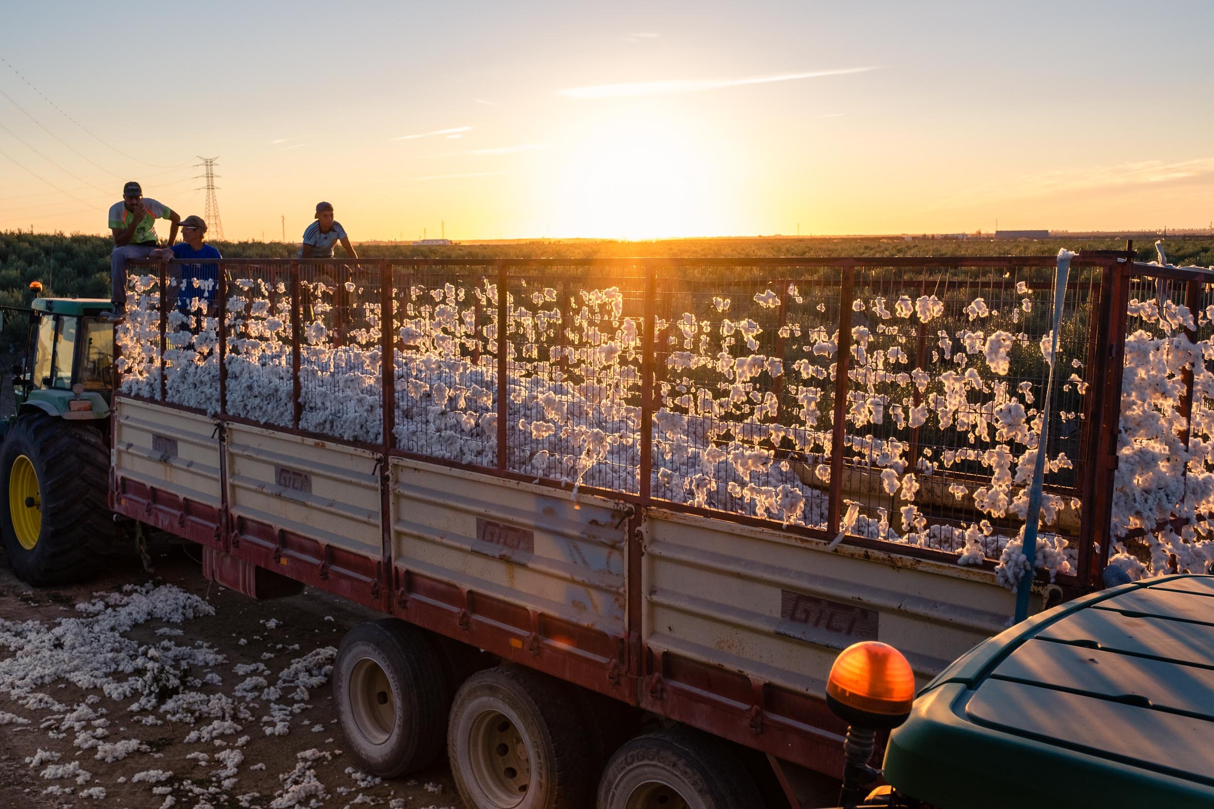 Agricultores compactando el algodón