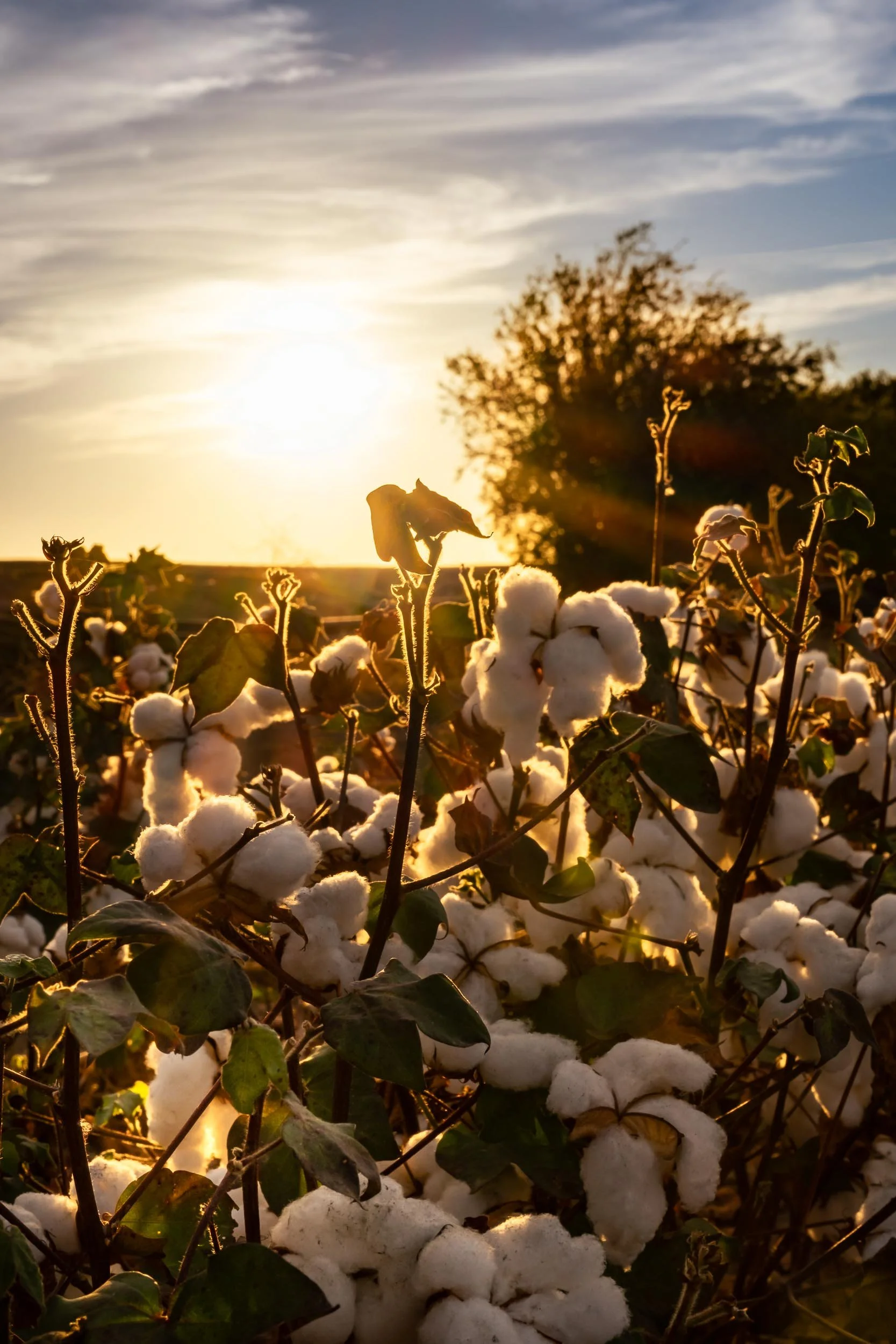 Cultivo de algodón al atardecer