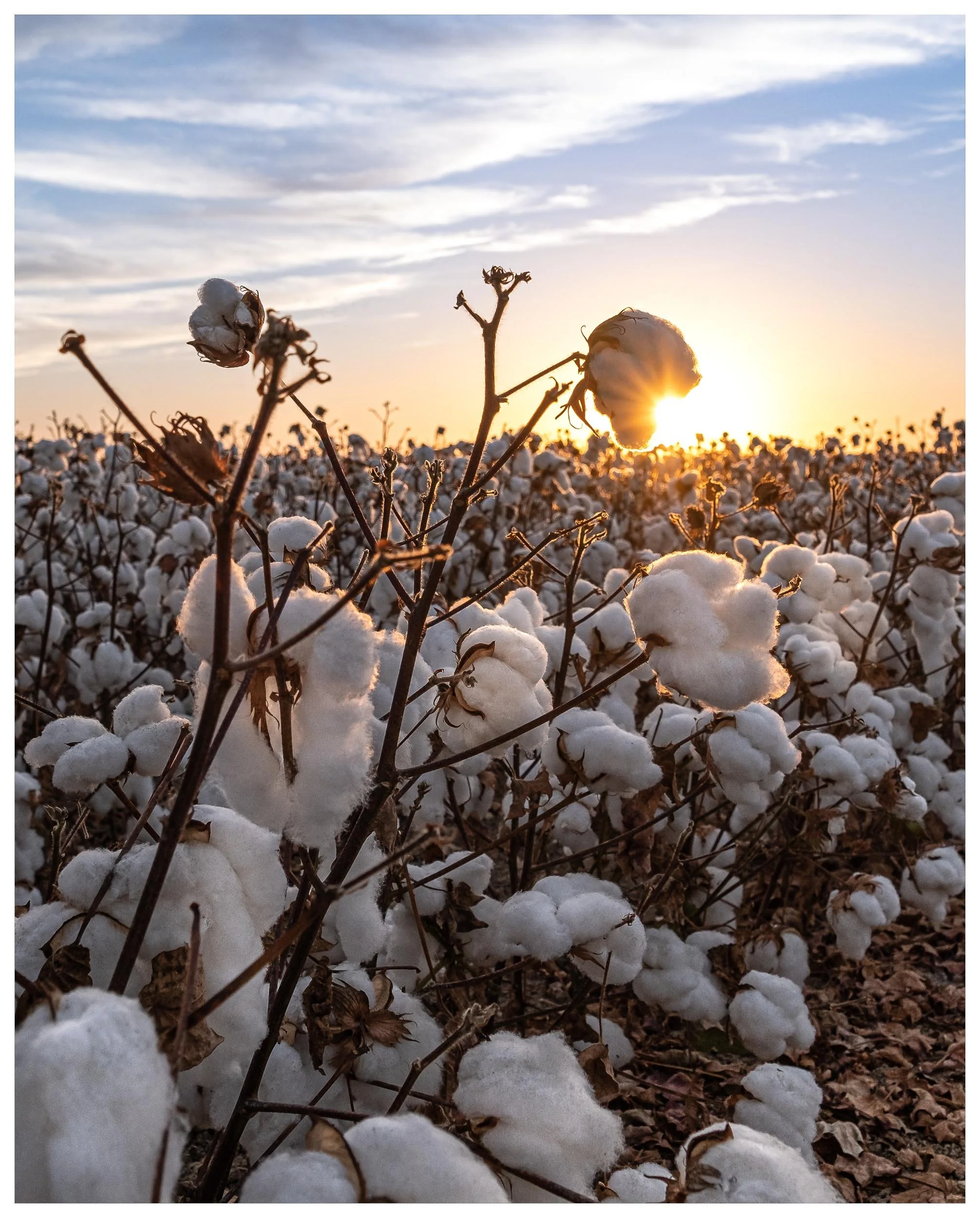 Cultivo de algodón al atardecer