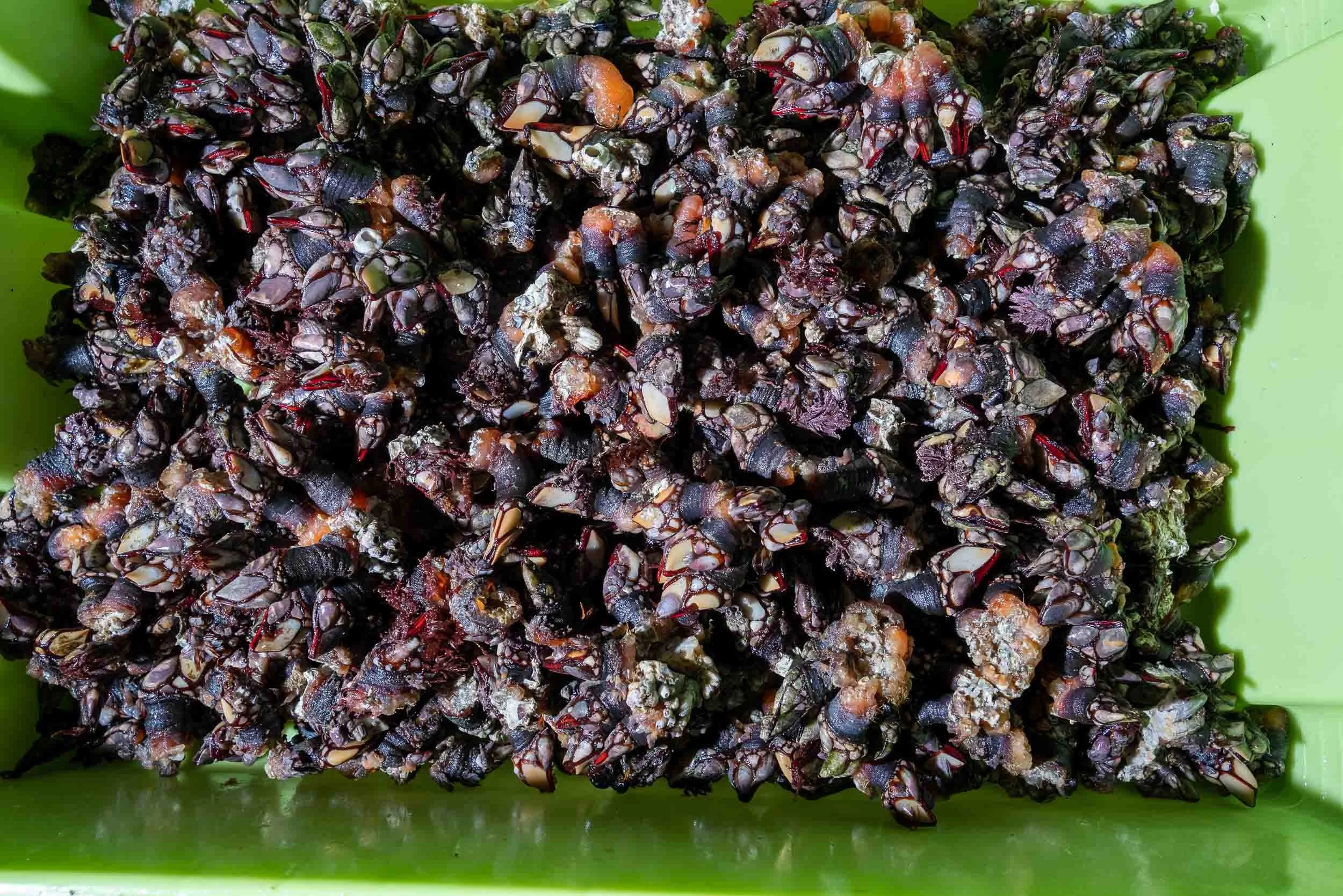 Percebes recién cogidos