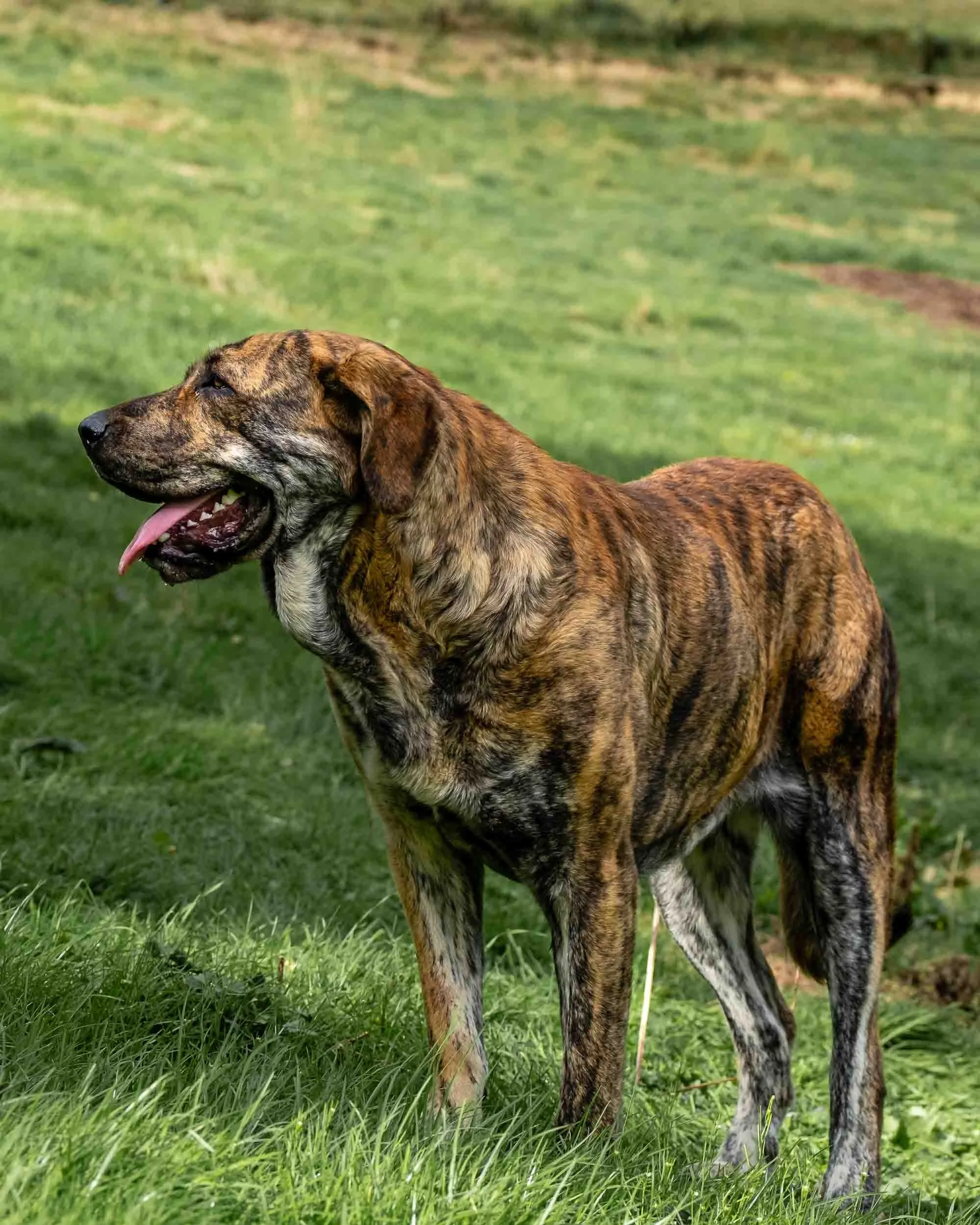 Cachorro de mastín corriendo y jugando alegremente en un prado verde en primavera.