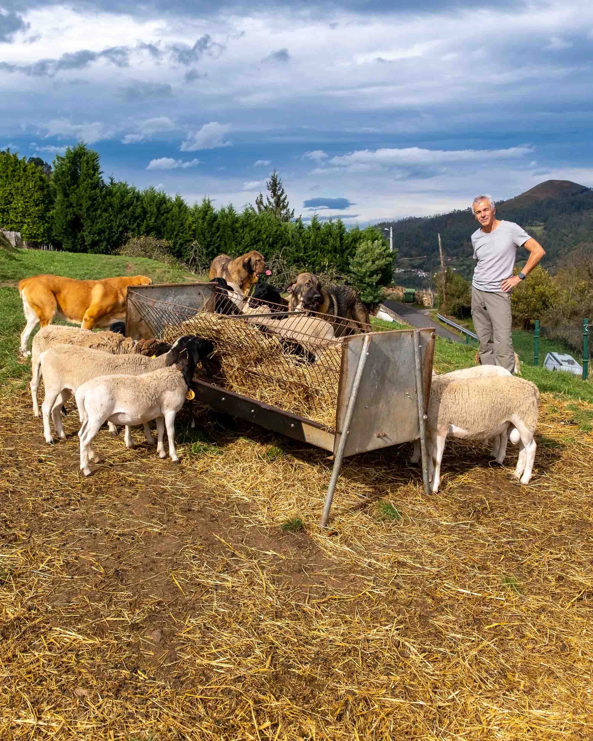 Armonía entre los perros mastines y el ganado. El autor José Manuel Muñoz disfrutando de la escena rural