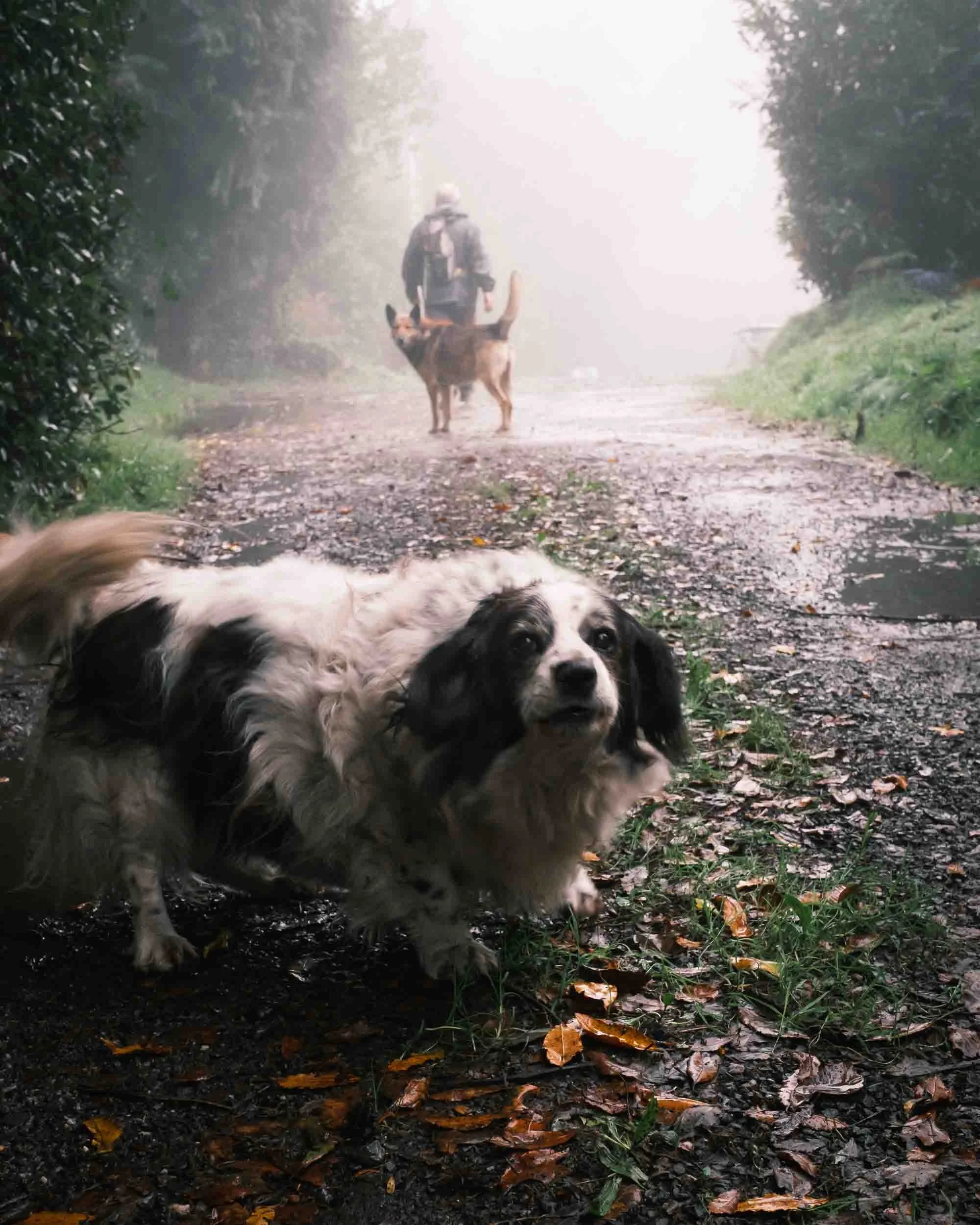 Un perro en primer plano en un sendero del Camino de Santiago con la silueta de un peregrino al fondo, simbolizando el viaje y la lealtad.