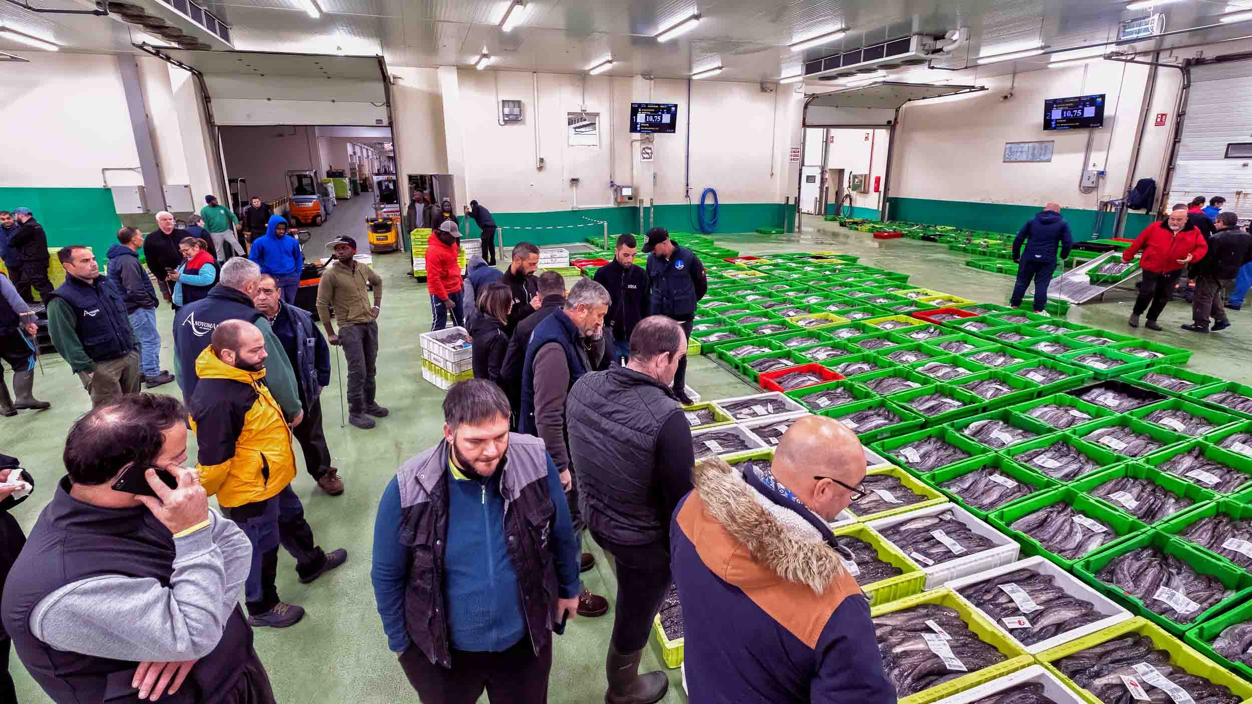 Cajas de Merluza del Pincho alineadas en la lonja de Burela, listas para la subasta nocturna.