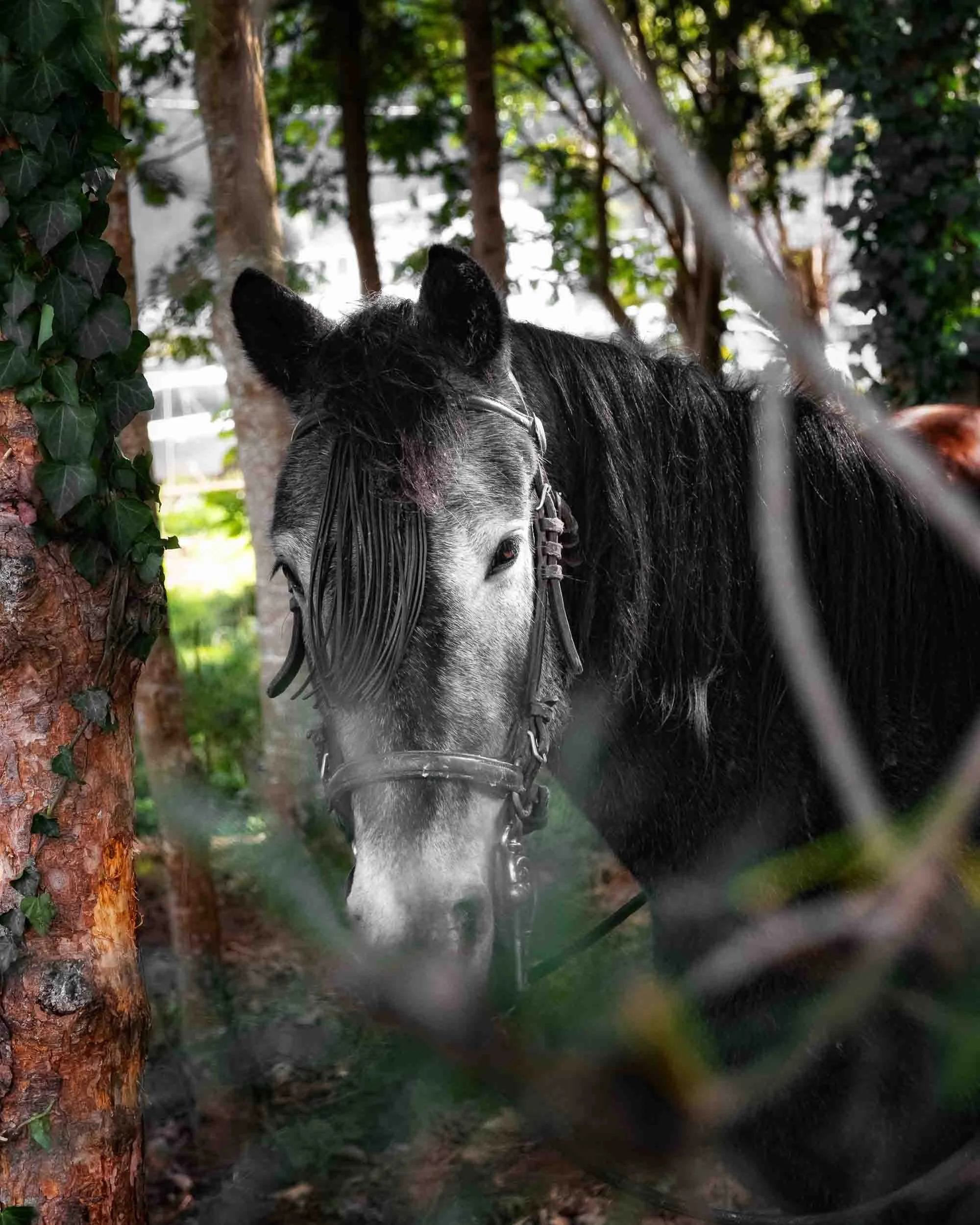 Un caballo gallego de monte descansando bajo la sombra de los árboles. Una imagen serena que refleja la vida del ganado en libertad fuera del bullicio de la plaza.